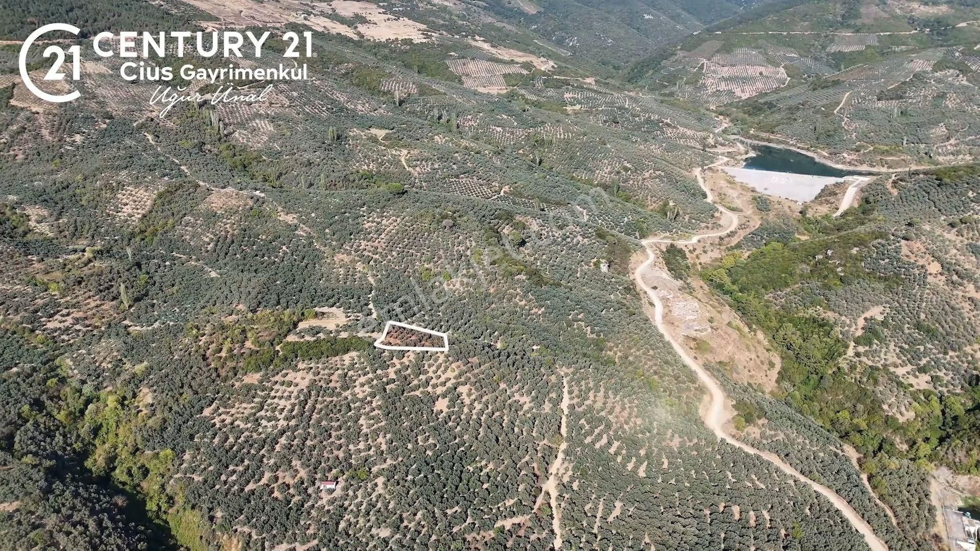C21cius: Kumla'da Resmi Yola Cephe 1861 M2 Zeytinlik - Görsel 2