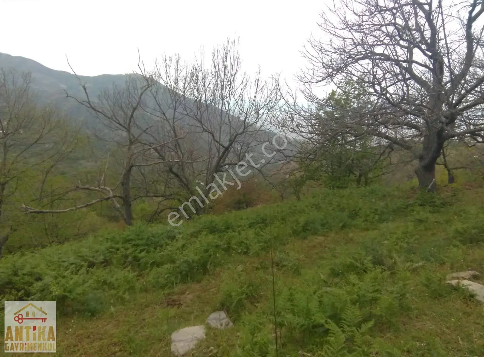 Antika Gayrimekul'den Bademli'de Satılık Kestane Bahçesi