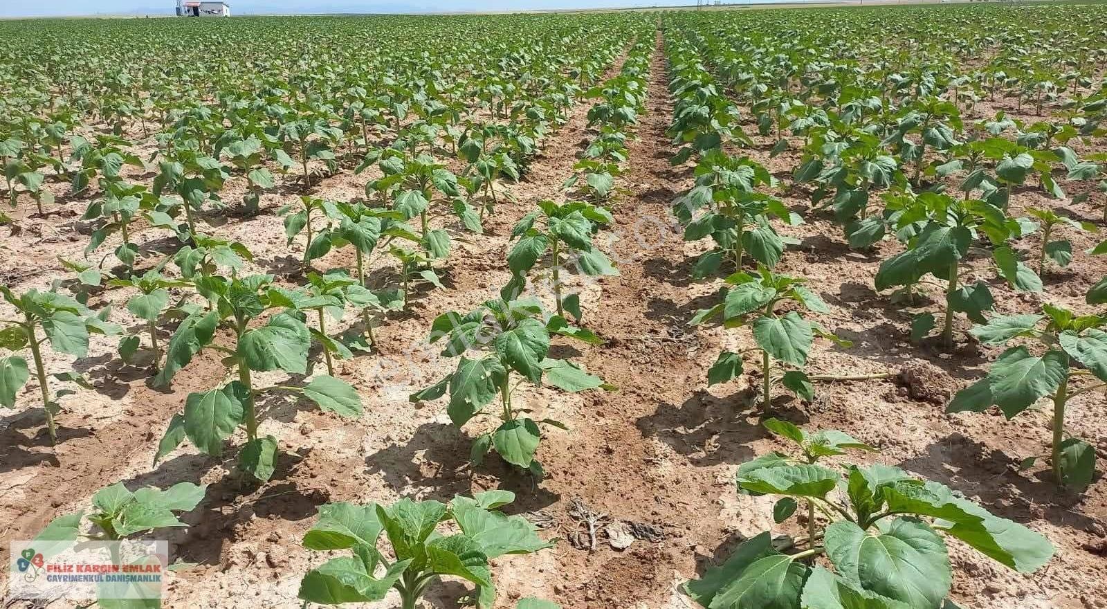 Aksaray Sultanhanında 299.959m2 Satılık Sulu Tarla - Görsel 9
