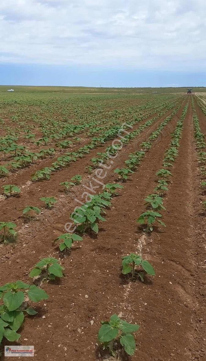 Aksaray Sultanhanında 299.959m2 Satılık Sulu Tarla - Görsel 3