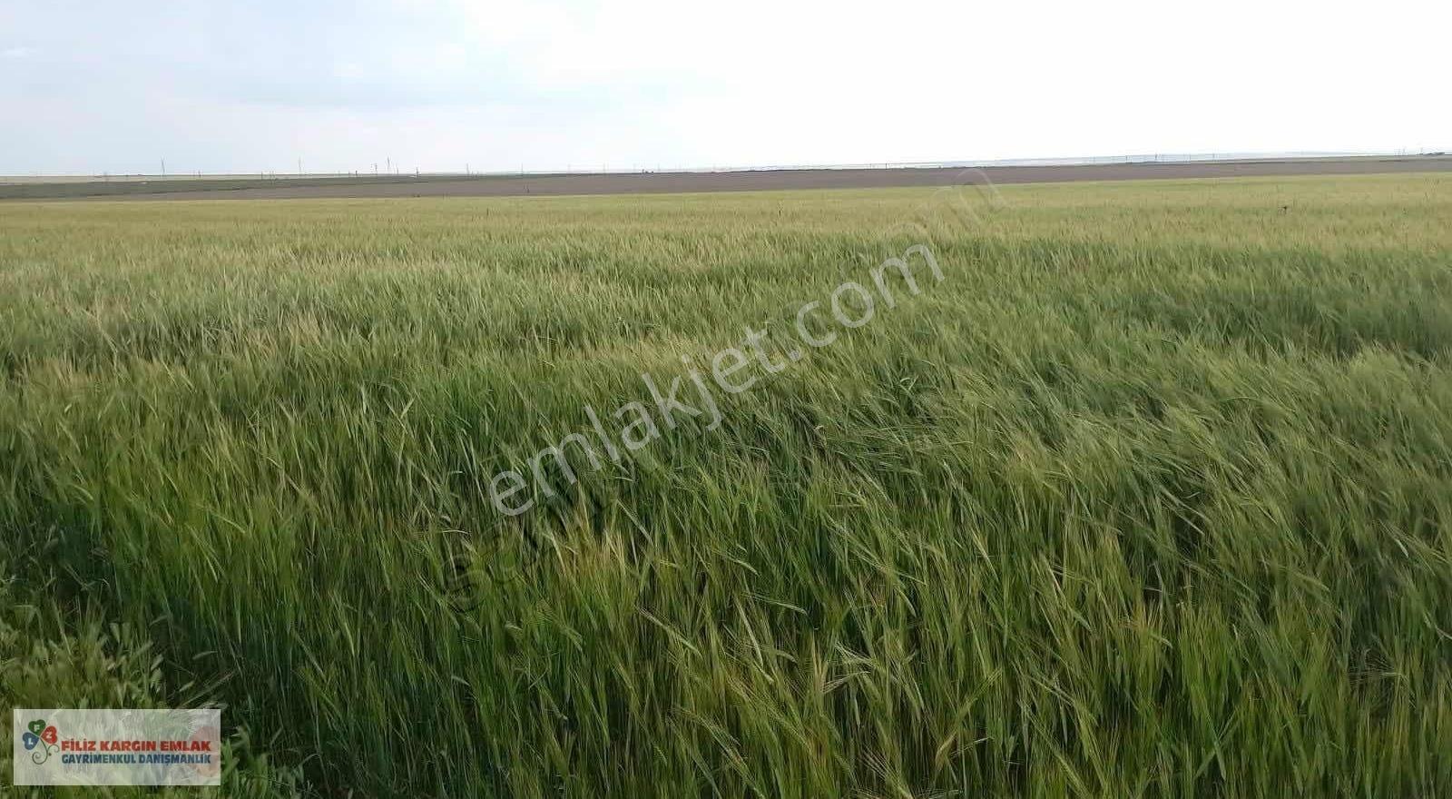 Aksaray Sultanhanında 299.959m2 Satılık Sulu Tarla - Görsel 14
