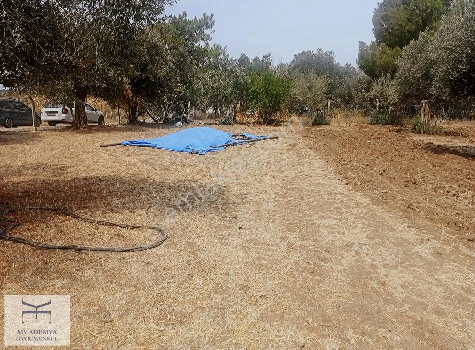 Ana Asfalta Cephe 4 Villalık 2925 Metrekare Arsa - Görsel 18