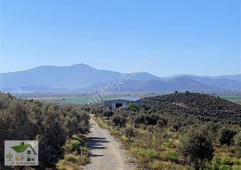 İzmir Torbalı Da 450.000 M2 Zeytinlik Bahçesi Ve İşleme Tesisi... - Görsel 2