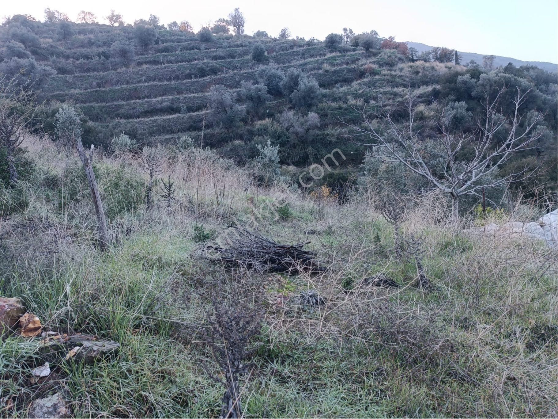 İzmir Ödemiş Adagide Mh Satılık Zeytinlik - Görsel 7
