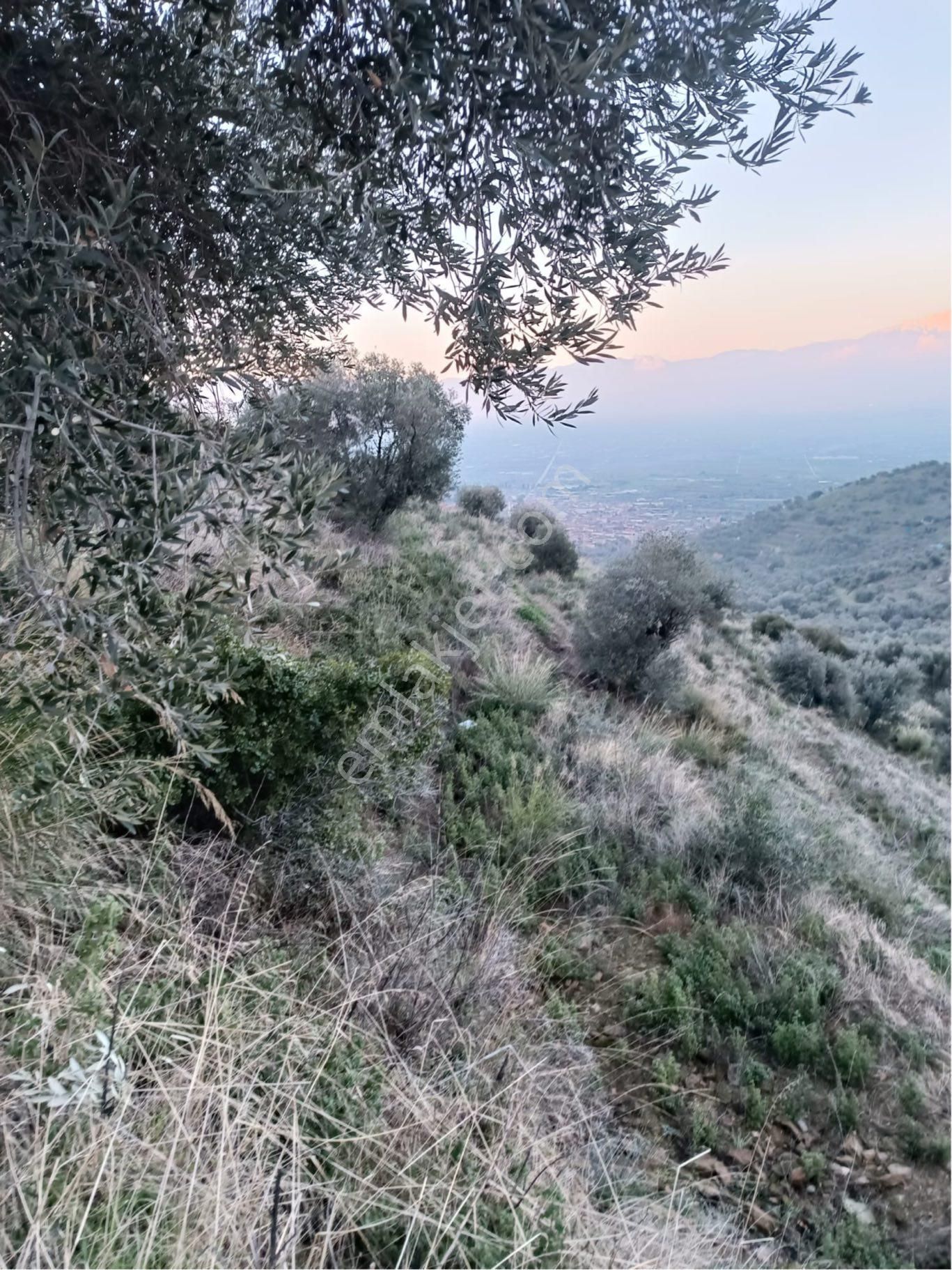 İzmir Ödemiş Adagide Mh Satılık Zeytinlik - Görsel 3