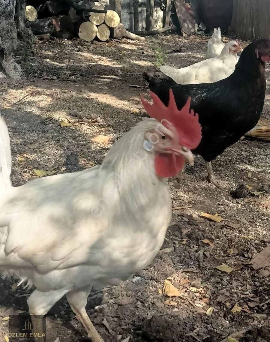 Edincik Mahallesi Köyiçinde Hayalinizdeki Bahçeli Müstakil Ev - Görsel 14