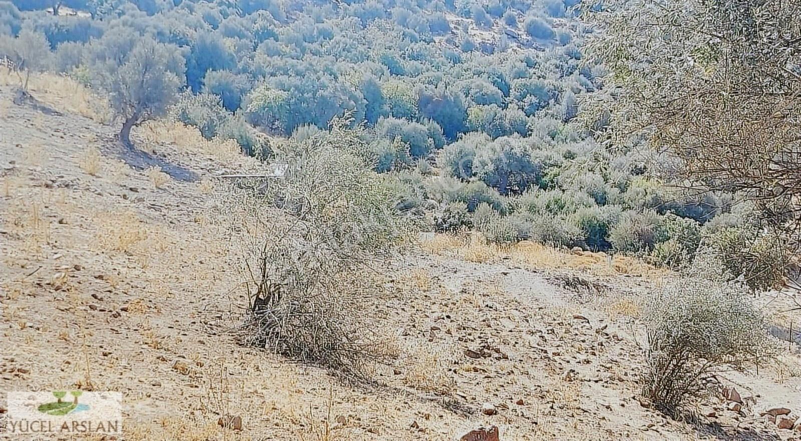 Menemen Süleymanlı Köyünde Acil Satılık Doğa Manzaralı Tarla - Görsel 20