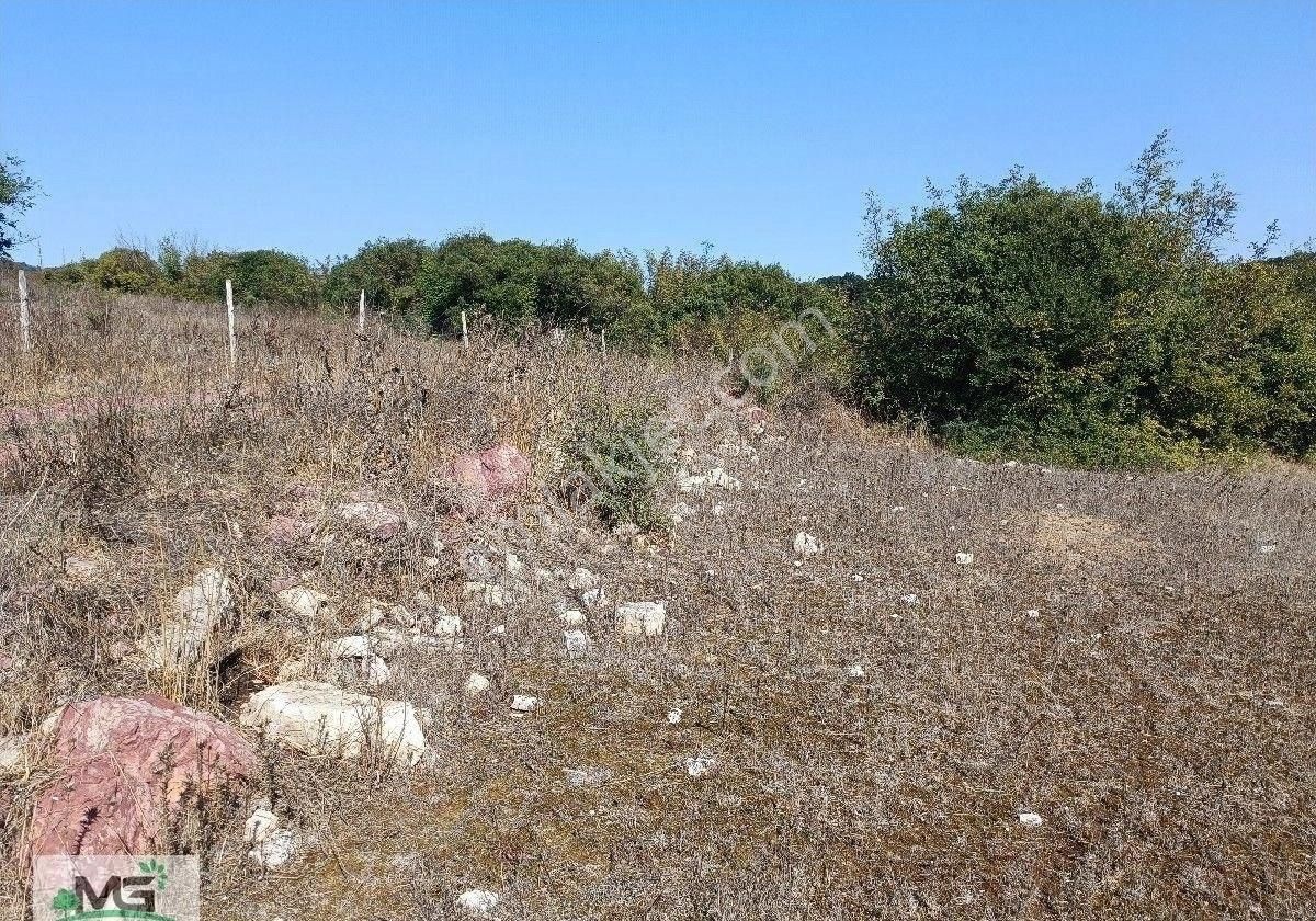 Kandıra Babaköy Denize Yakın Arsa - Görsel 7