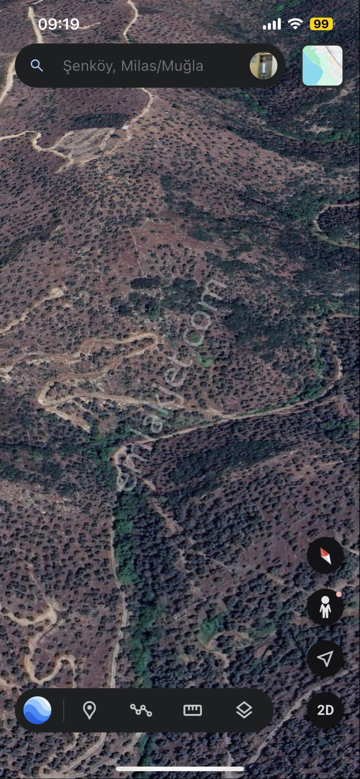 Muğla Milas Şenköyde Satılık Zeytinlik - Görsel 3