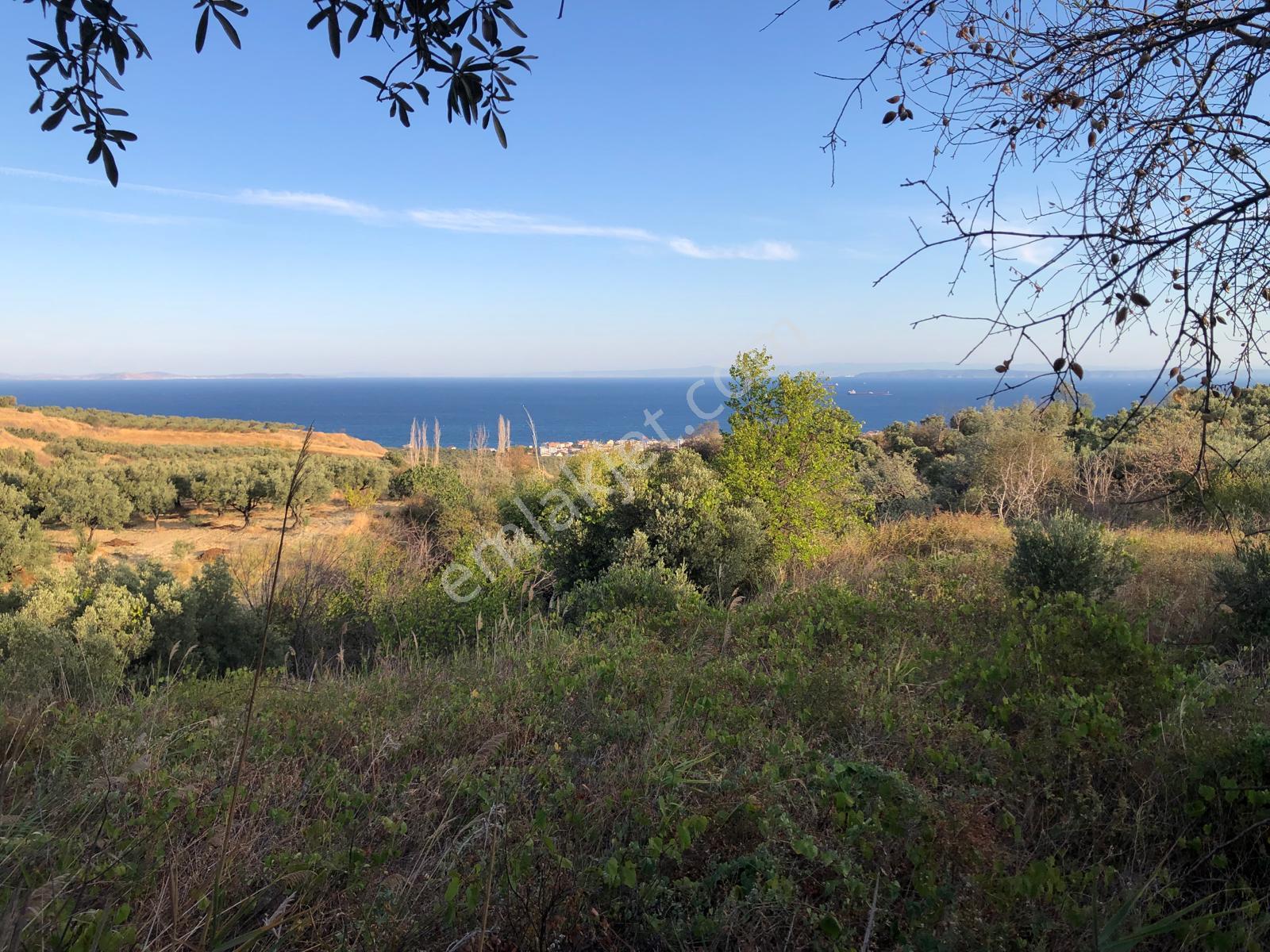 Şarköyde Işık Emlaktan Mürefte Mah De 1380 M2 Zeytinlik - Görsel 12