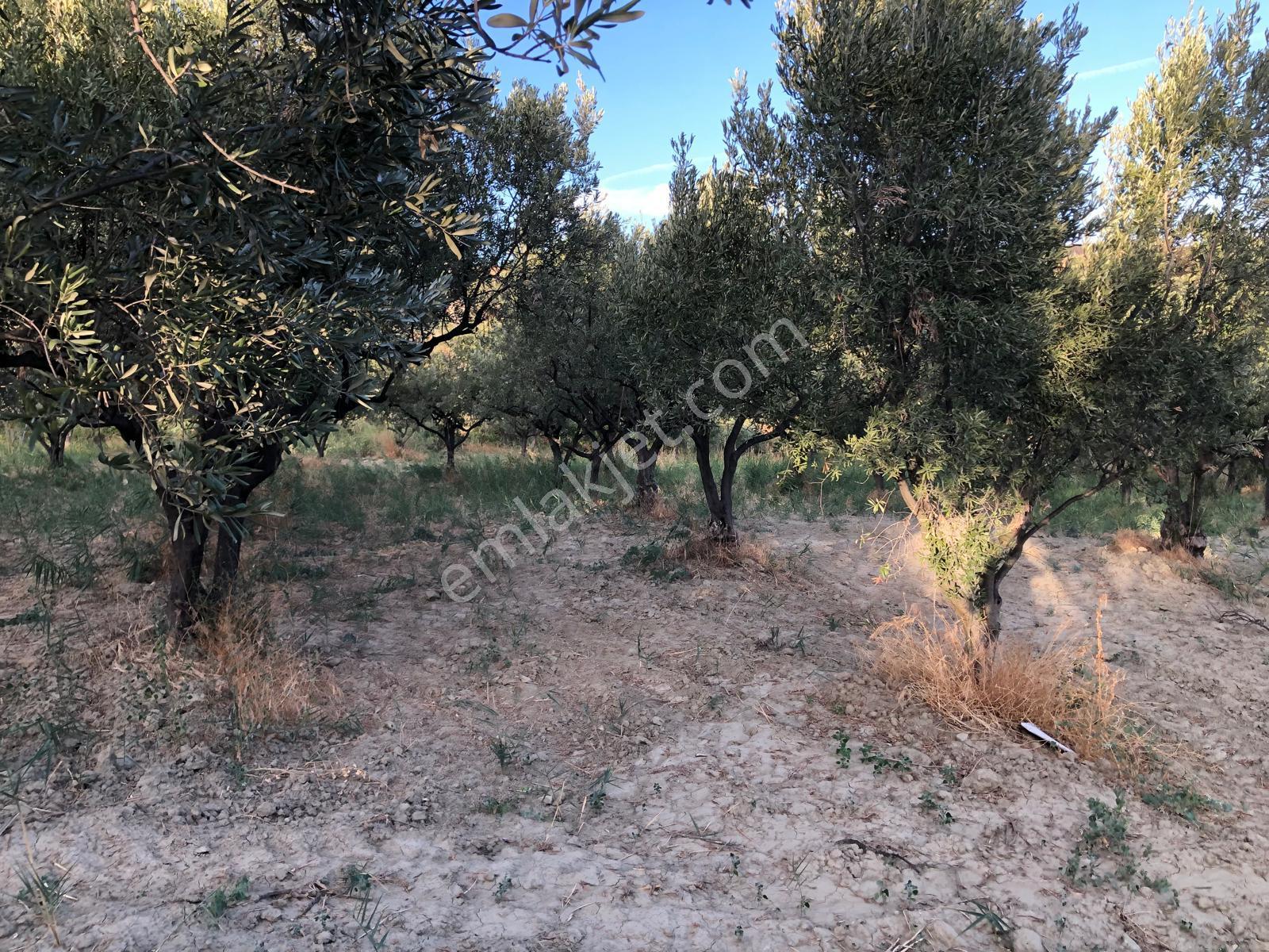 Şarköyde Işık Emlaktan Mürefte Mah De 1380 M2 Zeytinlik - Görsel 18