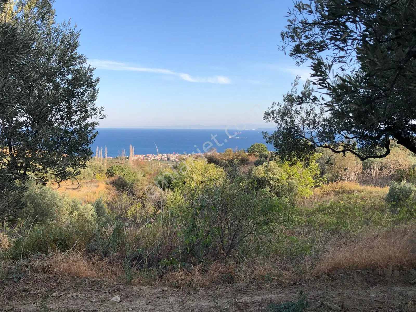 Şarköyde Işık Emlaktan Mürefte Mah De 1380 M2 Zeytinlik - Görsel 4