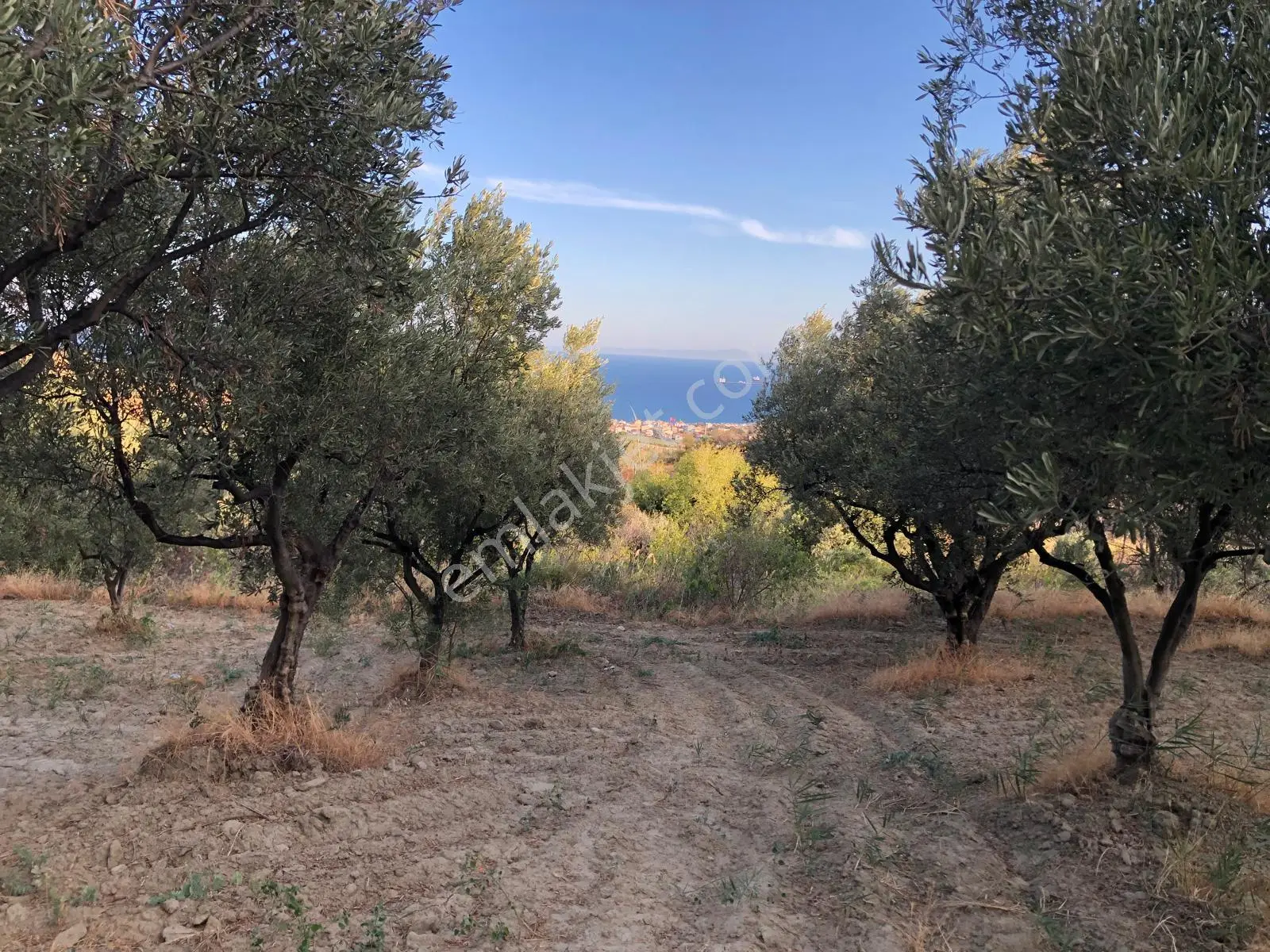 Şarköyde Işık Emlaktan Mürefte Mah De 1380 M2 Zeytinlik - Görsel 3