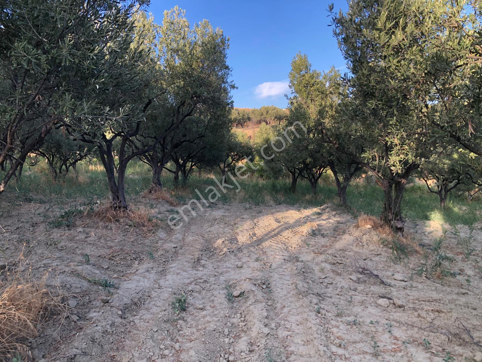 Şarköyde Işık Emlaktan Mürefte Mah De 1380 M2 Zeytinlik - Görsel 7