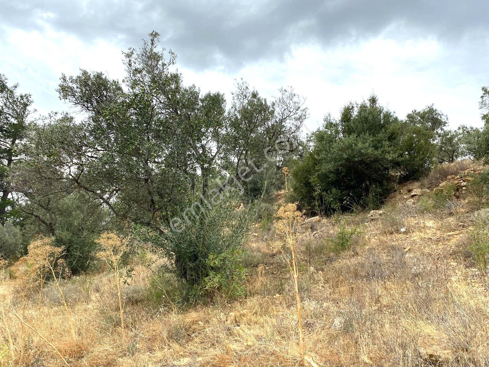 Yatırımlık!!!!! Torbalı Emlak'tan Torbalı Dirmil Köyünde 2100m2 Zeytinlik Satılıktır - Görsel 12