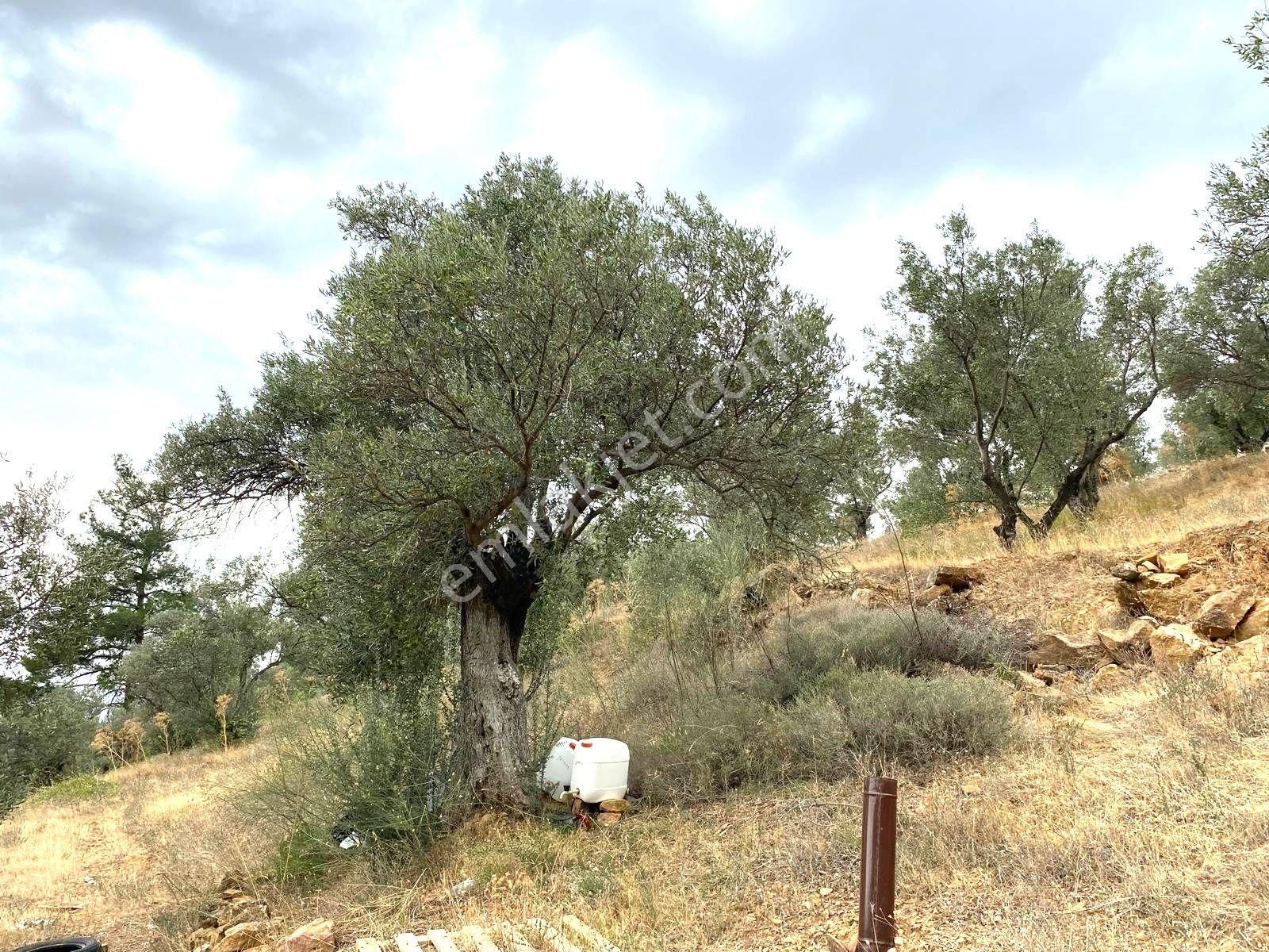 Yatırımlık!!!!! Torbalı Emlak'tan Torbalı Dirmil Köyünde 2100m2 Zeytinlik Satılıktır - Görsel 11