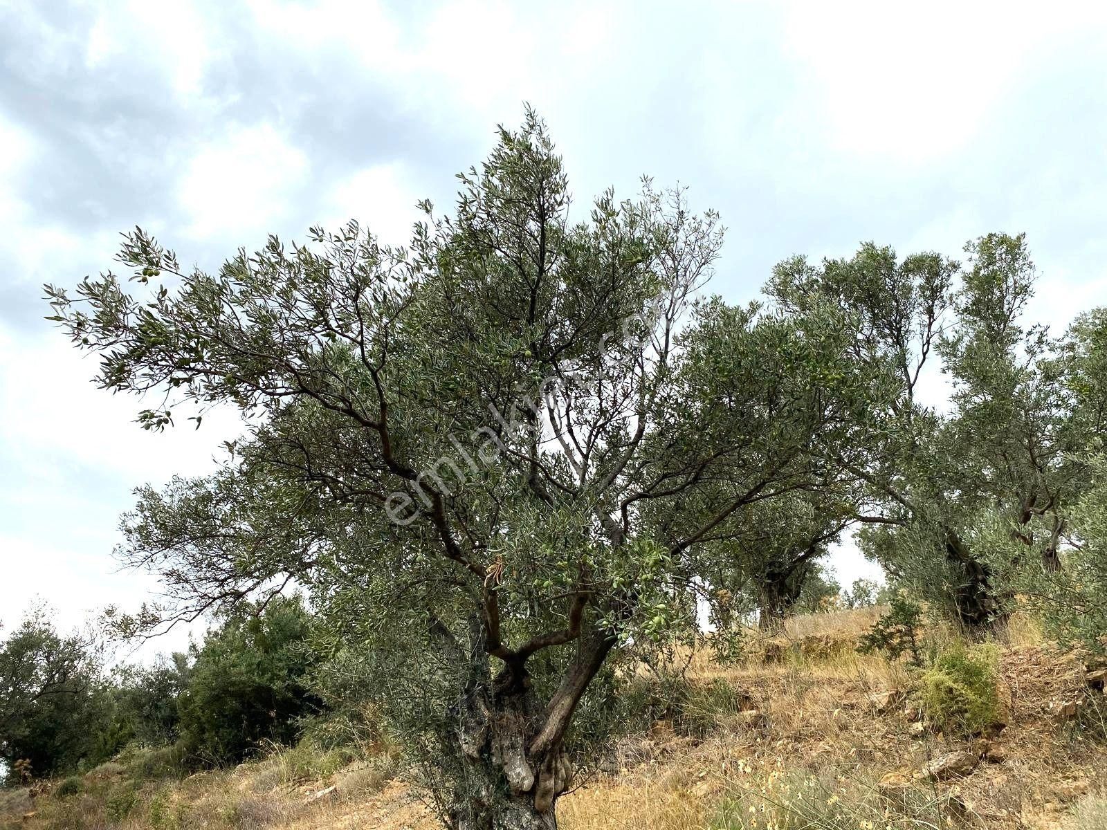 Yatırımlık!!!!! Torbalı Emlak'tan Torbalı Dirmil Köyünde 2100m2 Zeytinlik Satılıktır - Görsel 10