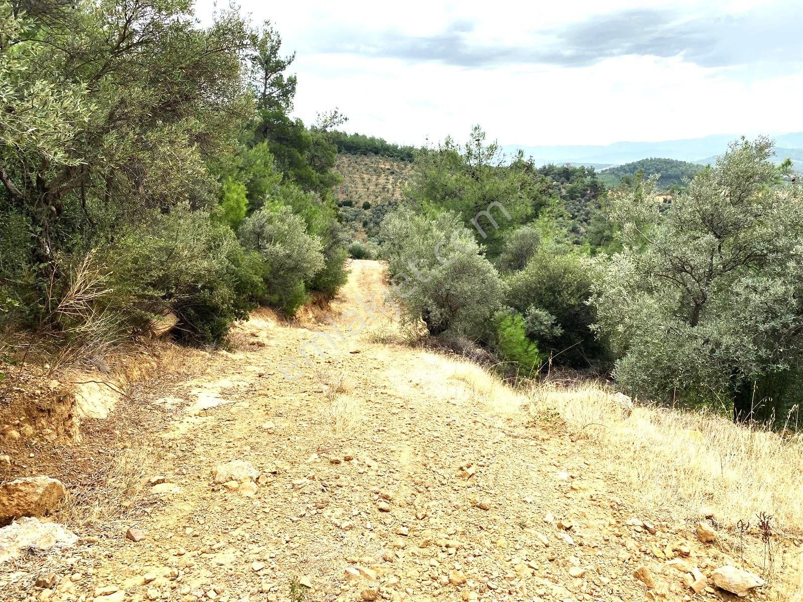 Yatırımlık!!!!! Torbalı Emlak'tan Torbalı Dirmil Köyünde 2100m2 Zeytinlik Satılıktır - Görsel 28
