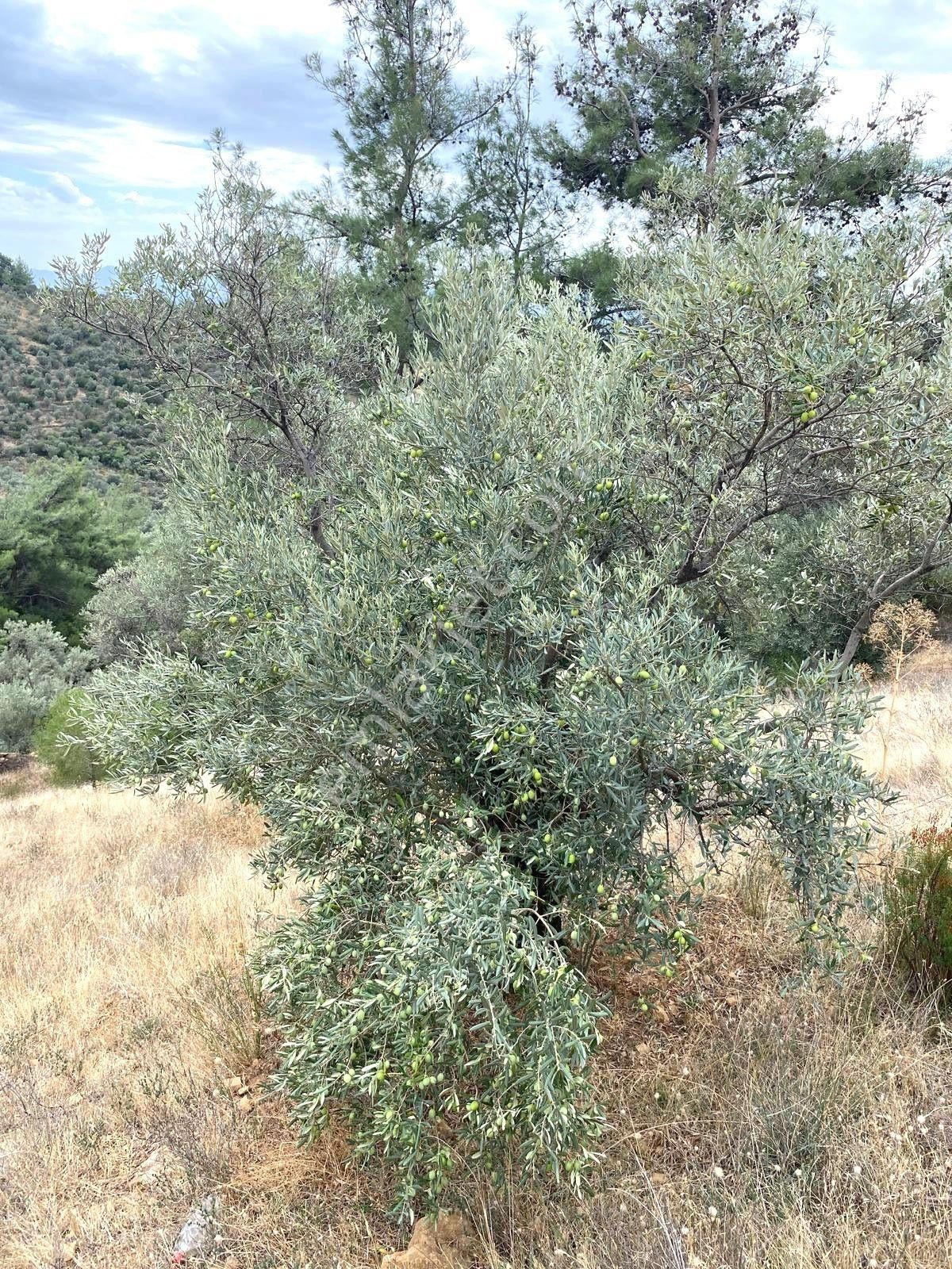 Yatırımlık!!!!! Torbalı Emlak'tan Torbalı Dirmil Köyünde 2100m2 Zeytinlik Satılıktır - Görsel 27