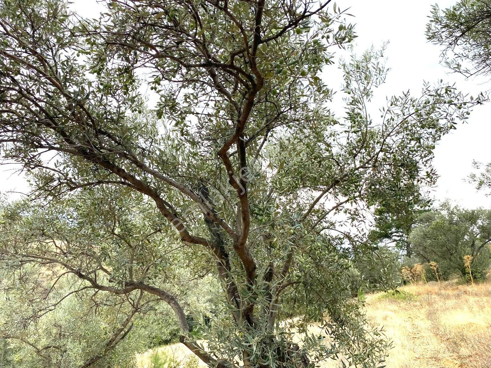 Yatırımlık!!!!! Torbalı Emlak'tan Torbalı Dirmil Köyünde 2100m2 Zeytinlik Satılıktır - Görsel 15