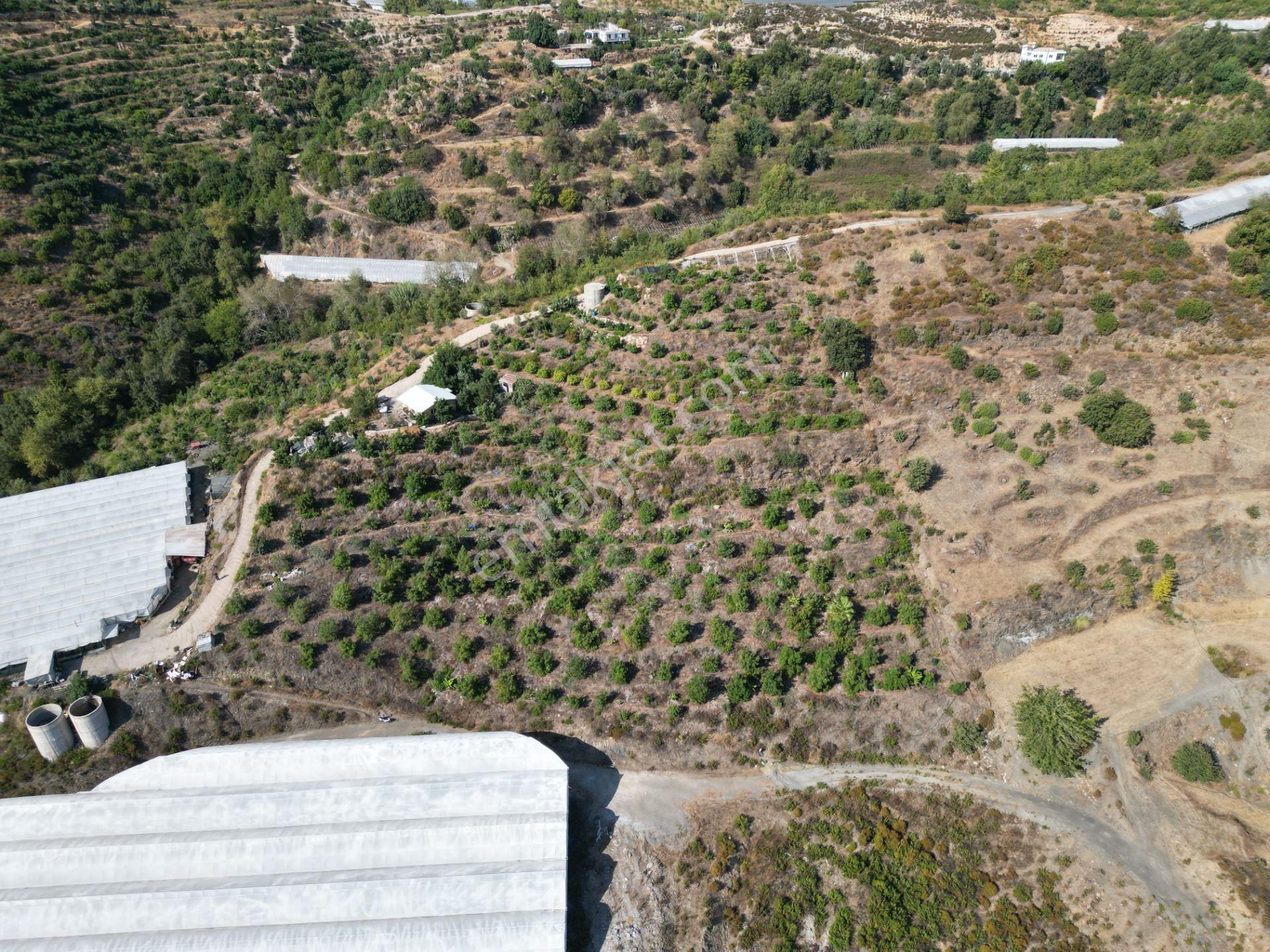 Alanya Toslak'ta Satılık Ekili Dikili Hazır Tarla (avakado Bahçesi) - Görsel 6