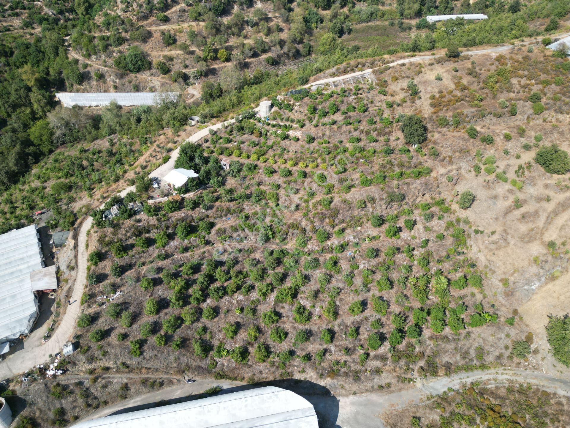 Alanya Toslak'ta Satılık Ekili Dikili Hazır Tarla (avakado Bahçesi) - Görsel 7