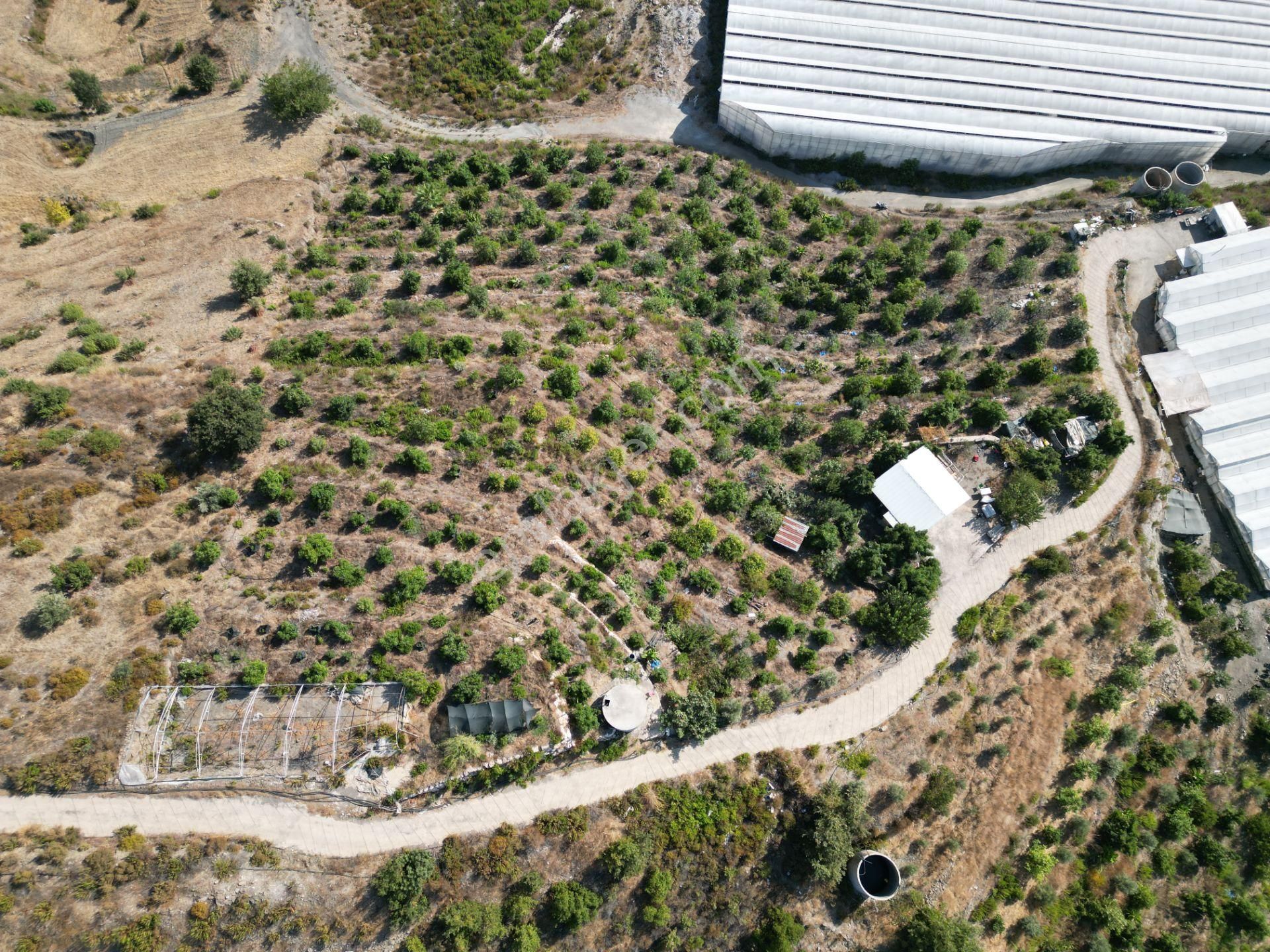 Alanya Toslak'ta Satılık Ekili Dikili Hazır Tarla (avakado Bahçesi) - Görsel 12