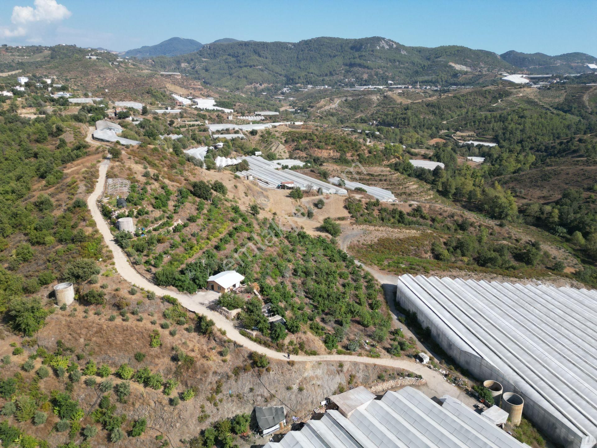 Alanya Toslak'ta Satılık Ekili Dikili Hazır Tarla (avakado Bahçesi) - Görsel 9
