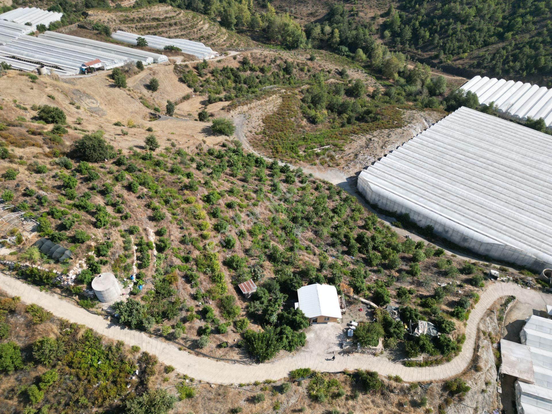 Alanya Toslak'ta Satılık Ekili Dikili Hazır Tarla (avakado Bahçesi) - Görsel 10