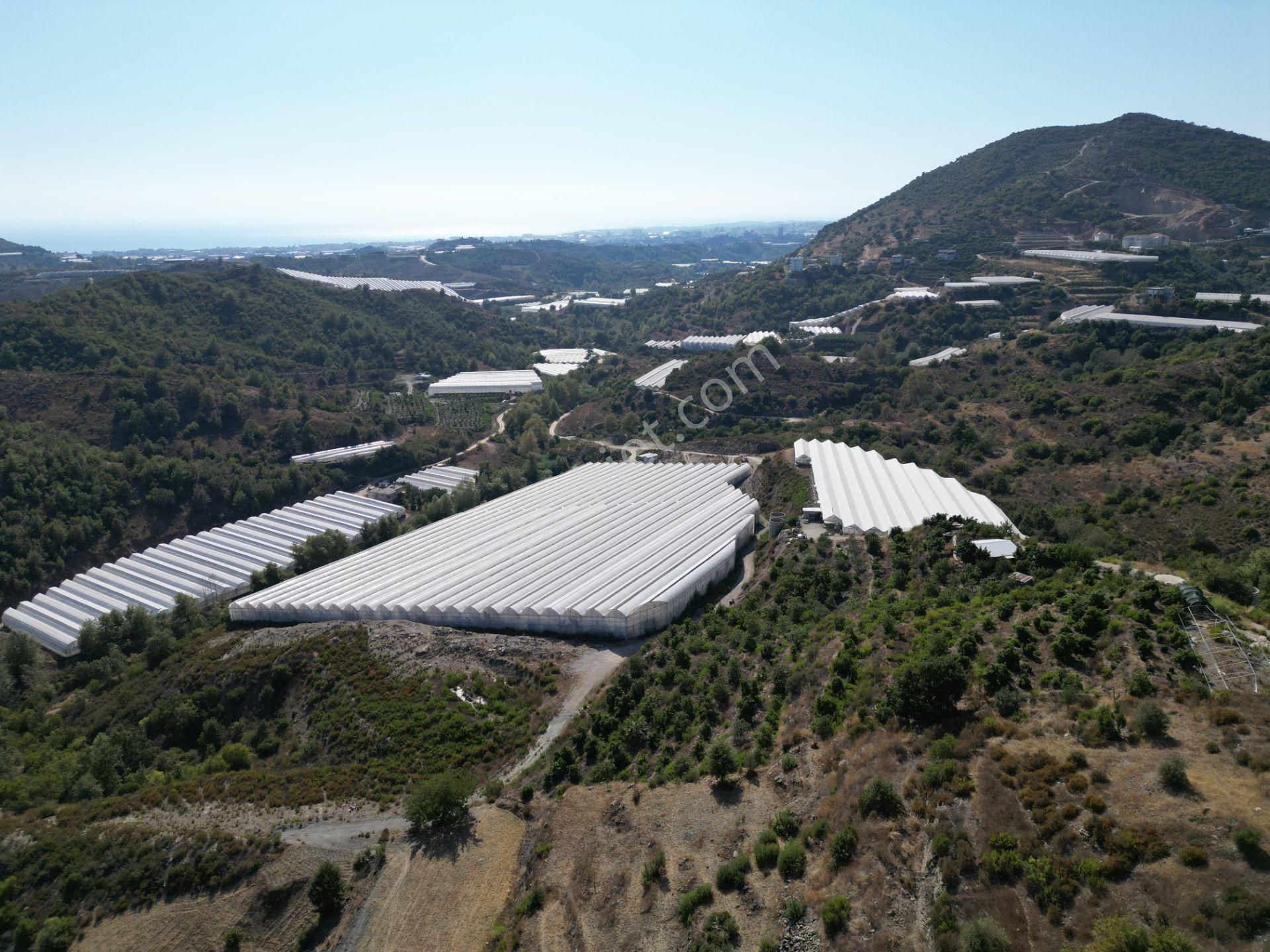 Alanya Toslak'ta Satılık Ekili Dikili Hazır Tarla (avakado Bahçesi) - Görsel 4