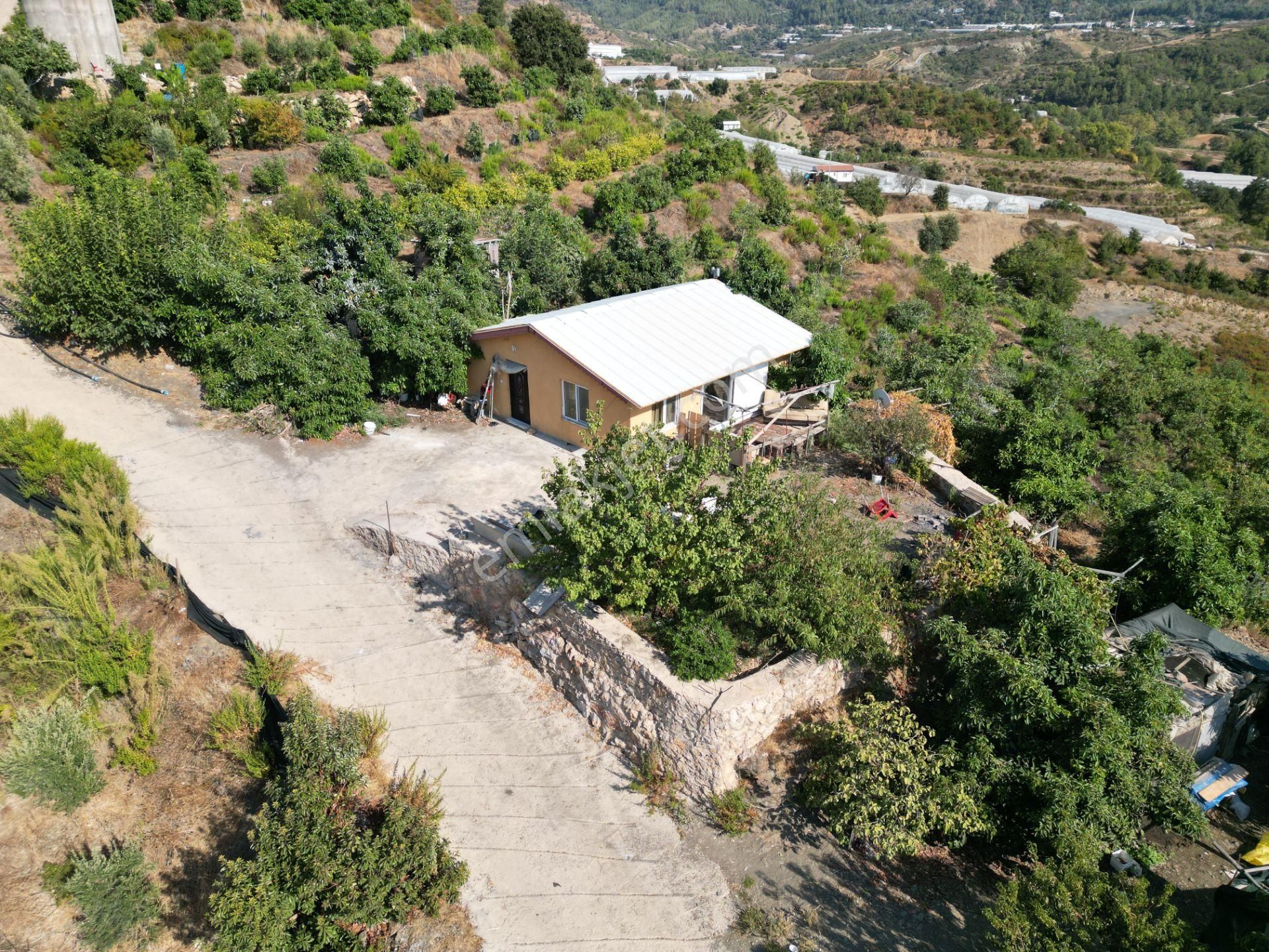 Alanya Toslak'ta Satılık Ekili Dikili Hazır Tarla (avakado Bahçesi) - Görsel 14