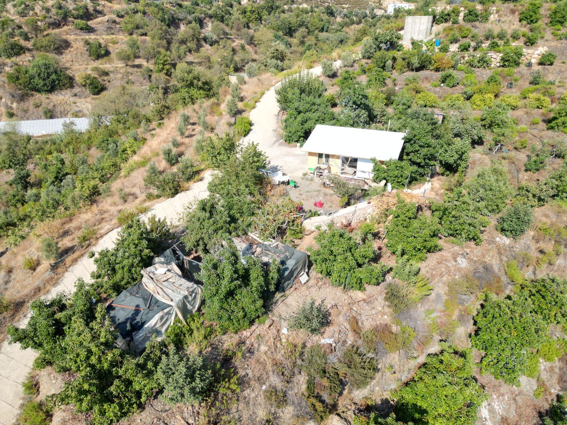 Alanya Toslak'ta Satılık Ekili Dikili Hazır Tarla (avakado Bahçesi) - Görsel 13