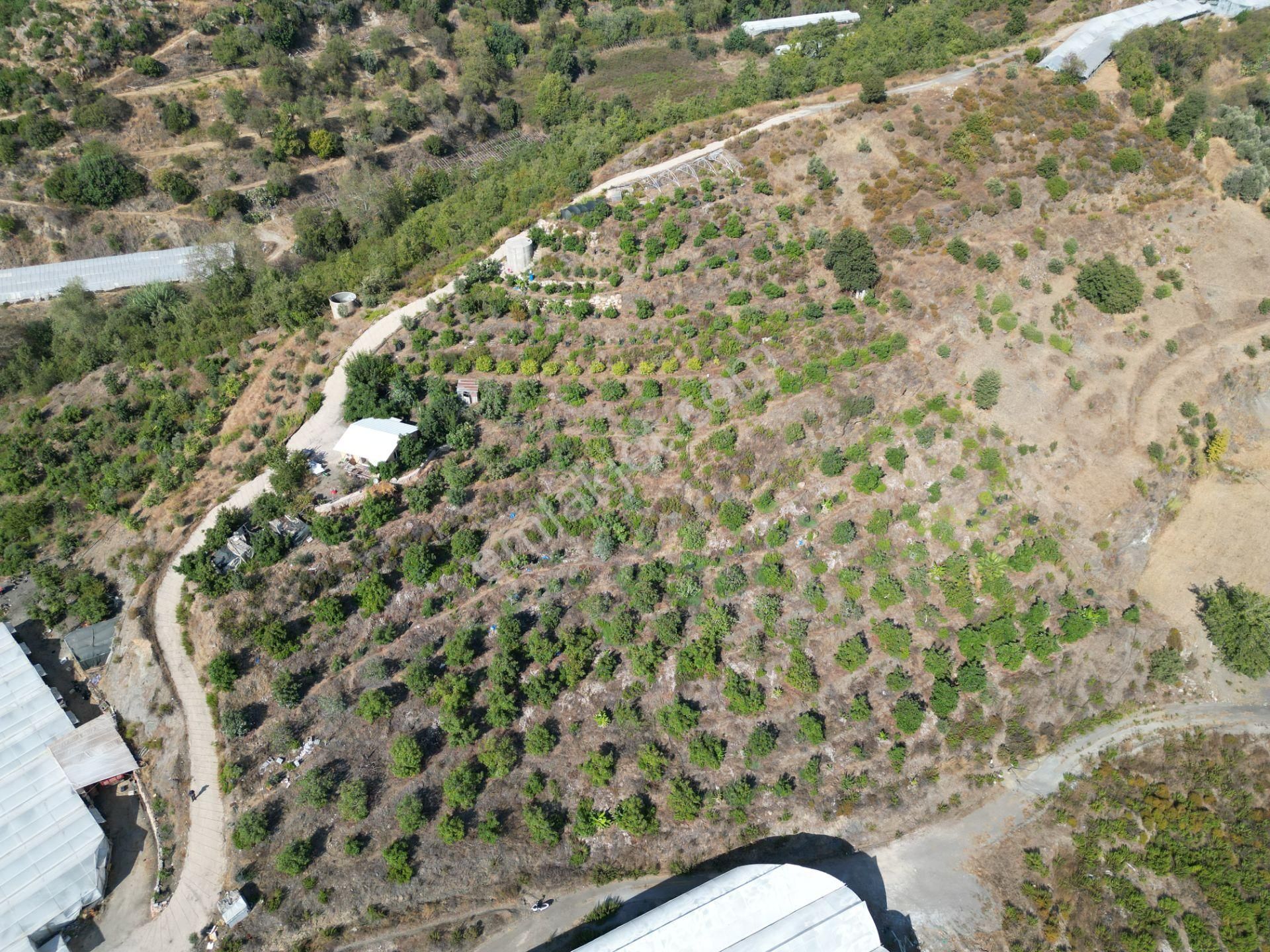 Alanya Toslak'ta Satılık Ekili Dikili Hazır Tarla (avakado Bahçesi) - Görsel 8