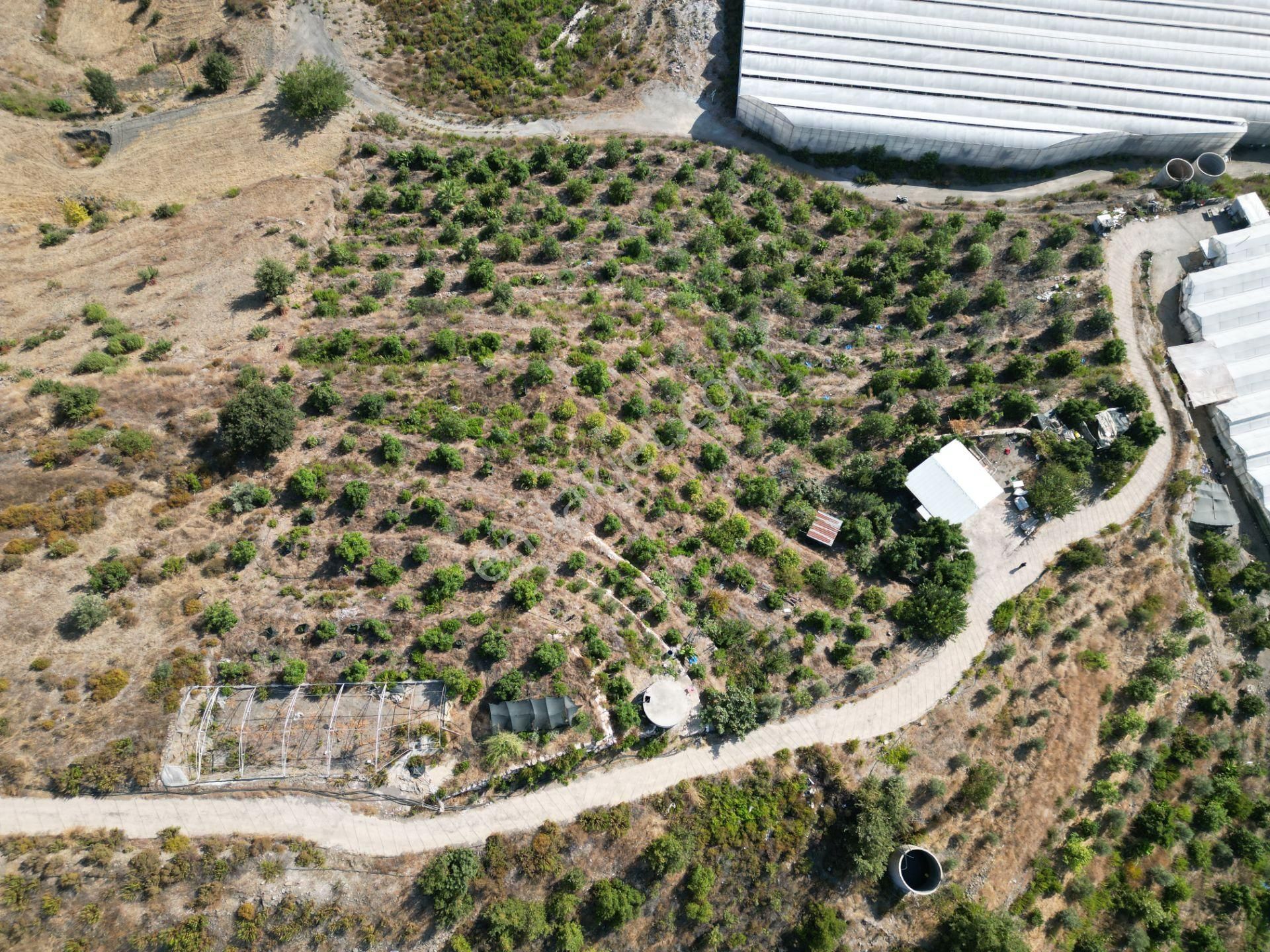 Alanya Toslak'ta Satılık Ekili Dikili Hazır Tarla (avakado Bahçesi) - Görsel 11