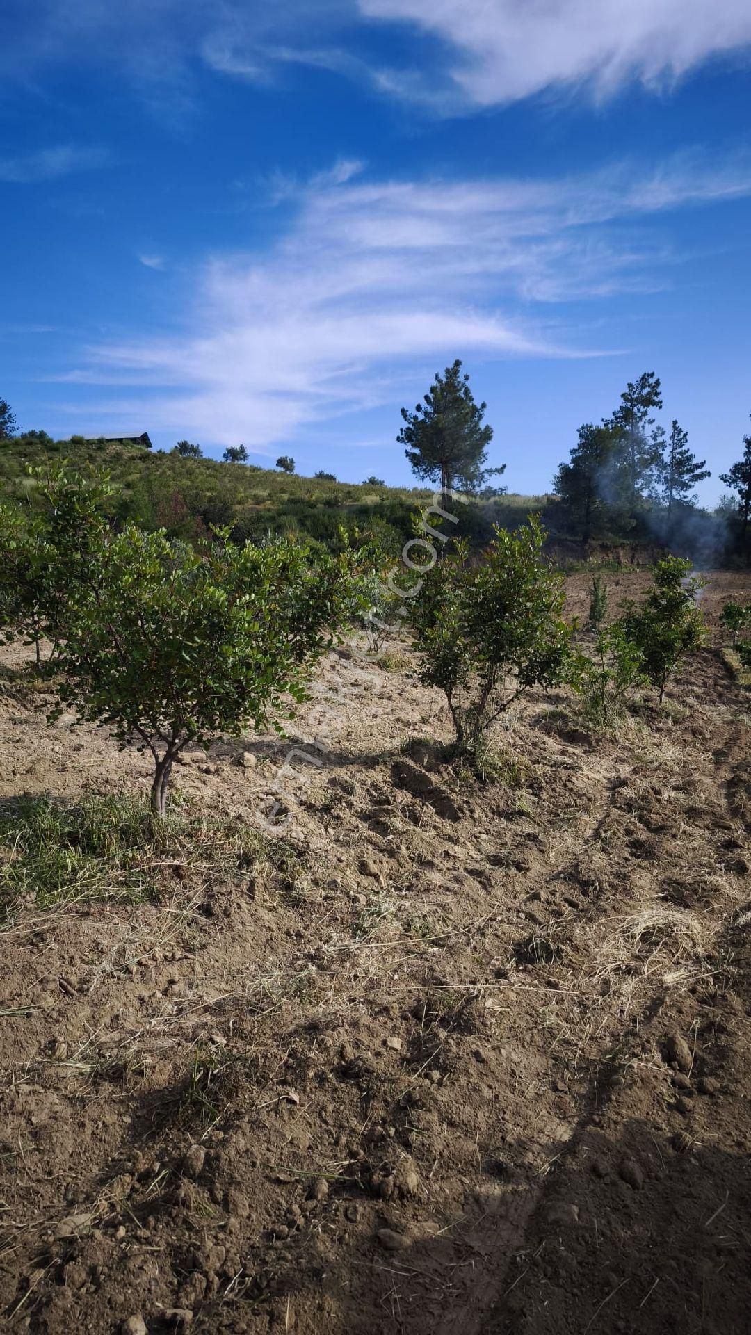 Full Deniz Manzaralı Yola Cephe Denize 6 Km. D400 Manavgat Alanya Kara Yoluna 3 Km.yola Cephe Tarla - Görsel 3