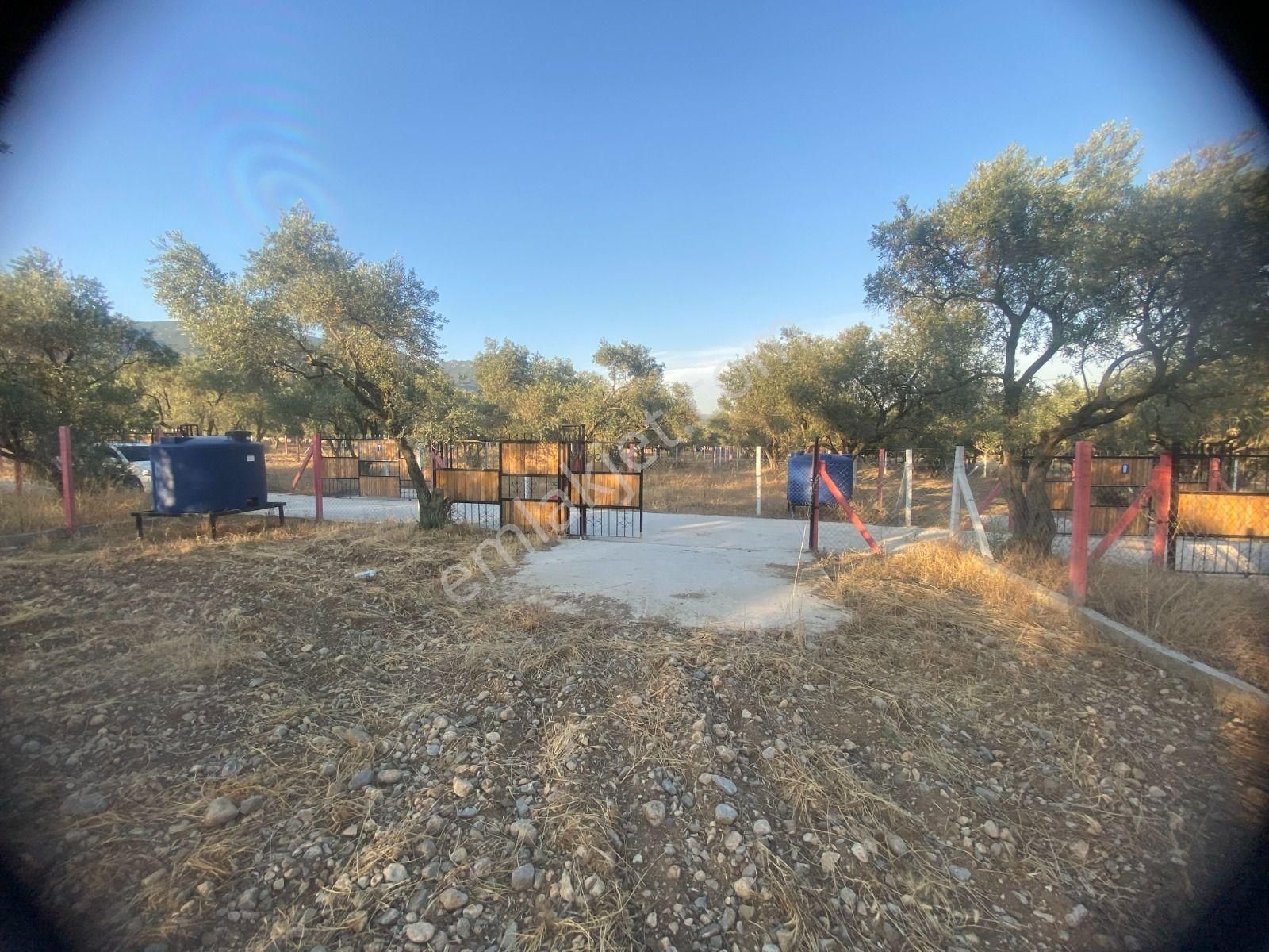 Kaya Emlak'tan Kemalpaşa Sütçüler Bölgesinde Acil Satılık 512m2 Bahçe - Görsel 11