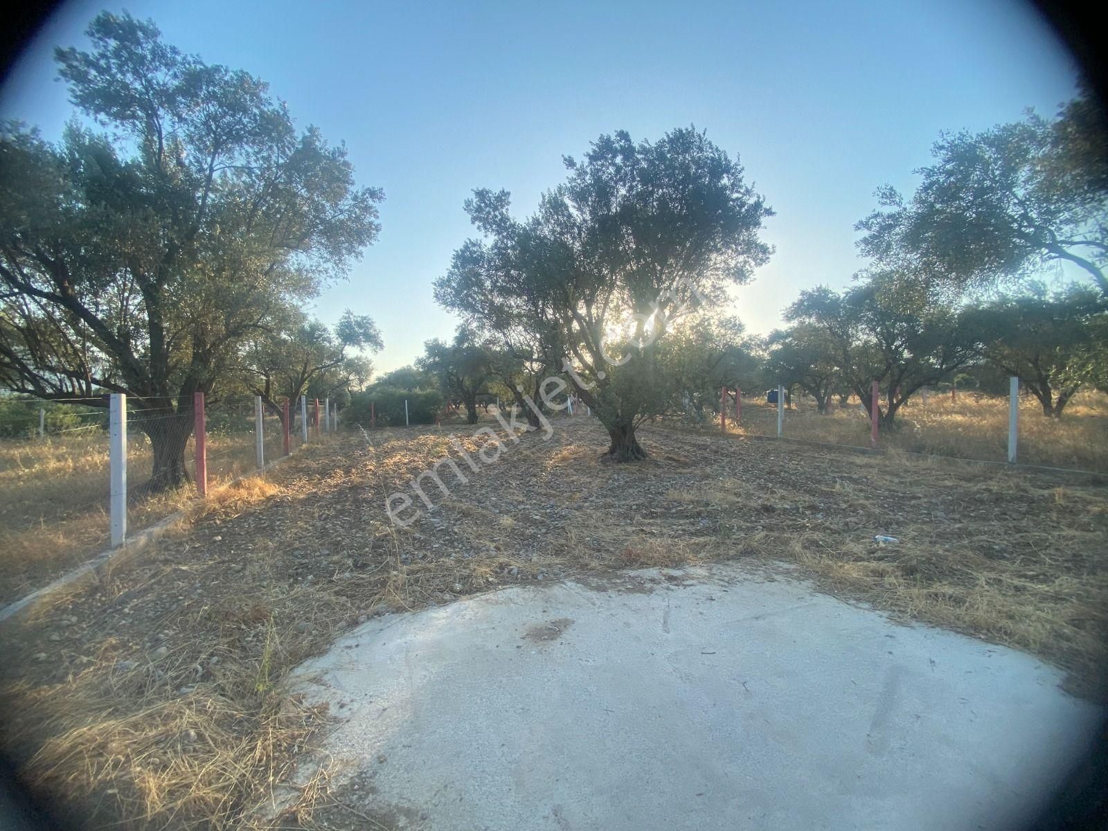 Kaya Emlak'tan Kemalpaşa Sütçüler Bölgesinde Acil Satılık 512m2 Bahçe - Görsel 7