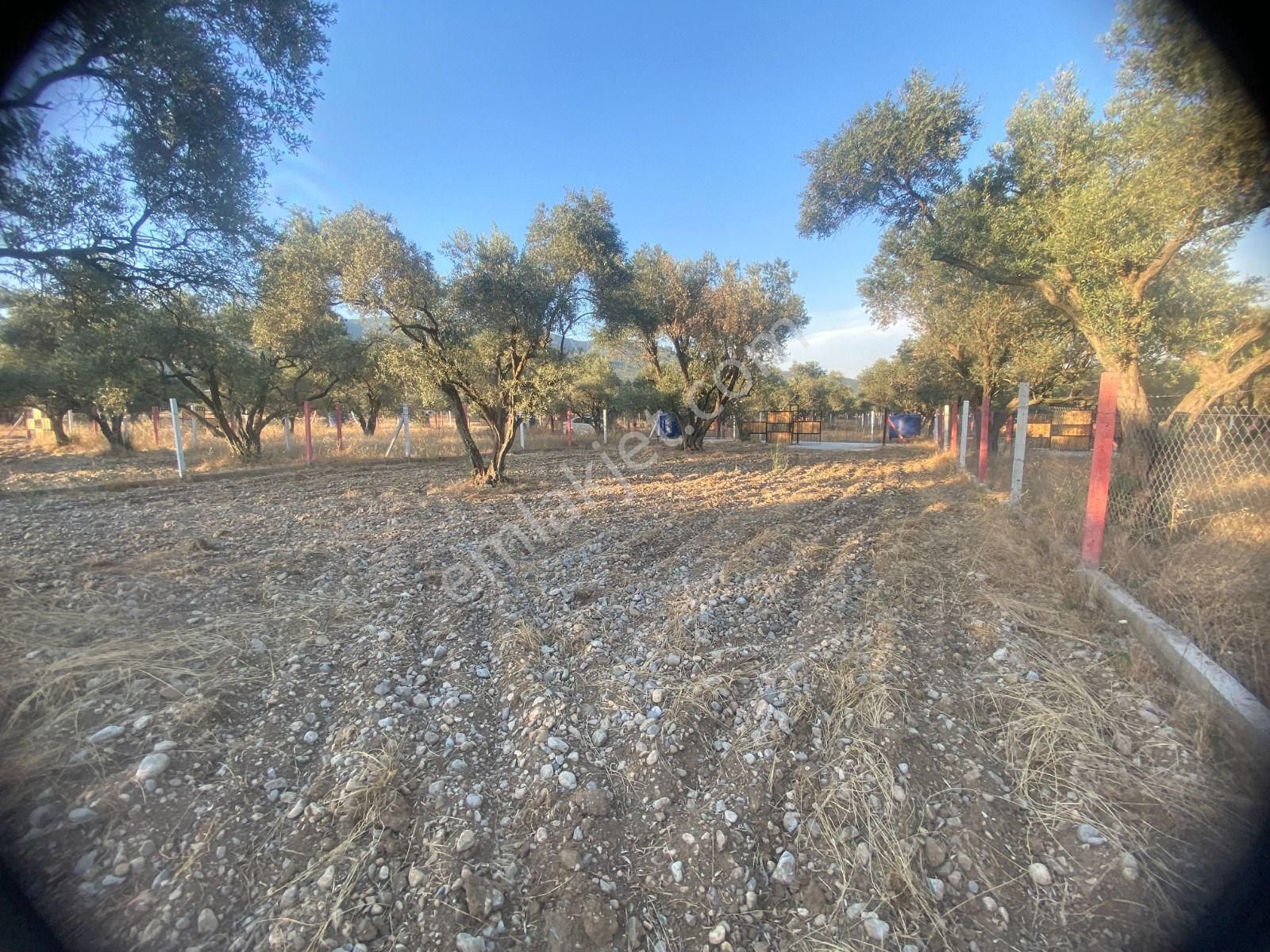 Kaya Emlak'tan Kemalpaşa Sütçüler Bölgesinde Acil Satılık 512m2 Bahçe - Görsel 10