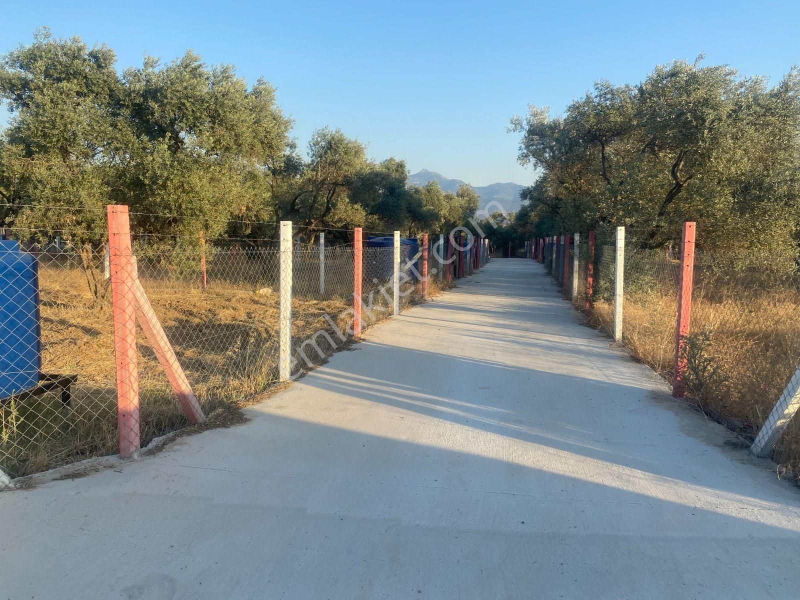 Kaya Emlak'tan Kemalpaşa Sütçüler Bölgesinde Acil Satılık 512m2 Bahçe - Görsel 17