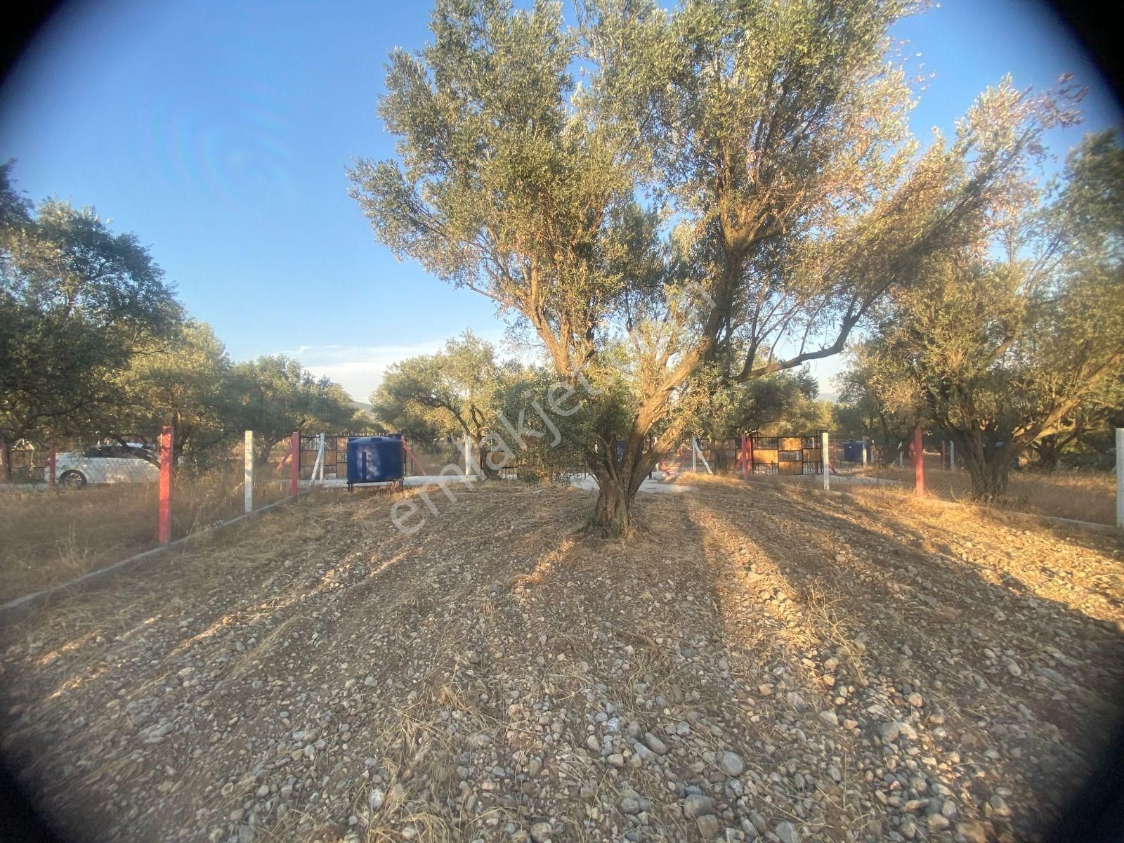 Kaya Emlak'tan Kemalpaşa Sütçüler Bölgesinde Acil Satılık 512m2 Bahçe - Görsel 5