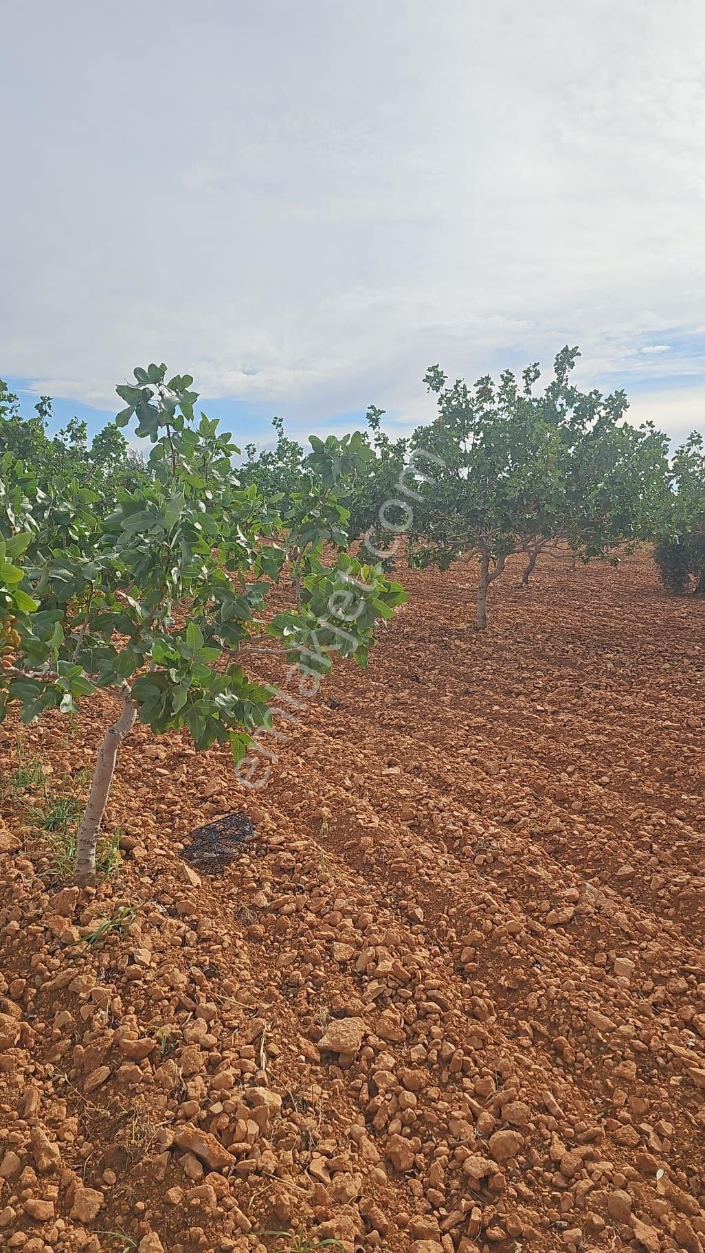 Nizip Doğrular Tek Tapu Mahsullü Fıstık Zeytin Uygun Fiyat - Görsel 10