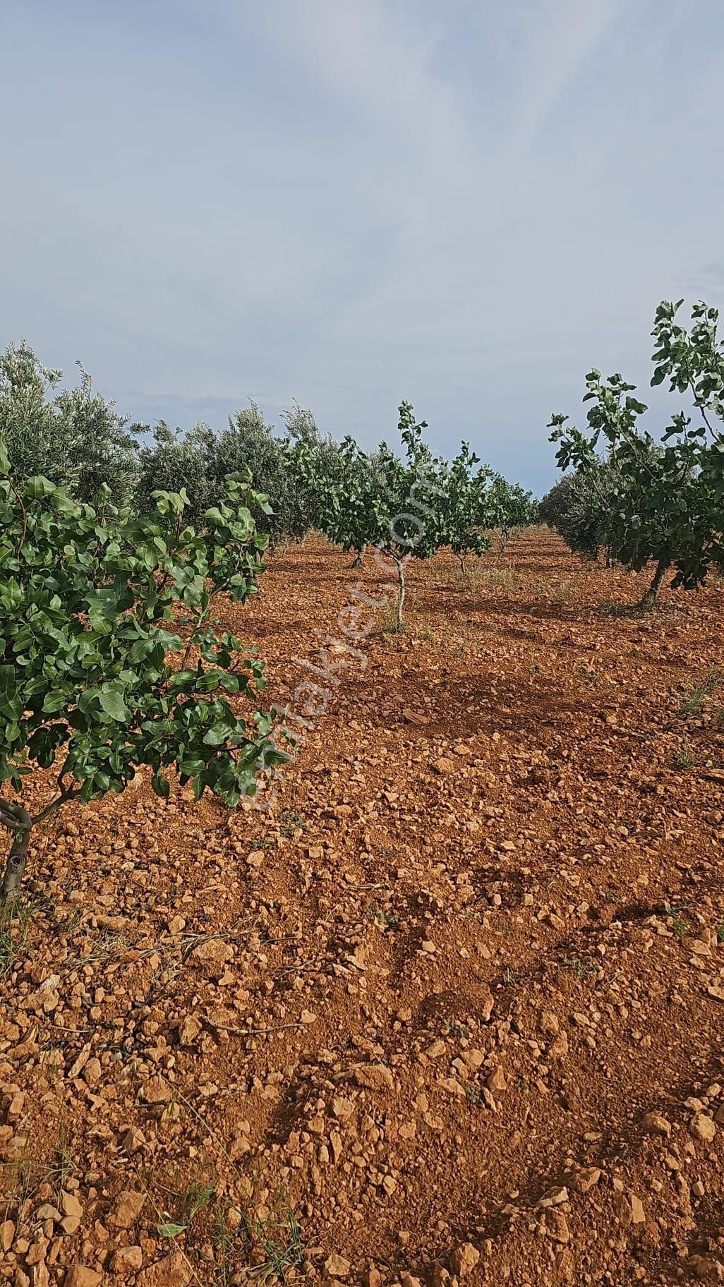 Nizip Doğrular Tek Tapu Mahsullü Fıstık Zeytin Uygun Fiyat - Görsel 13