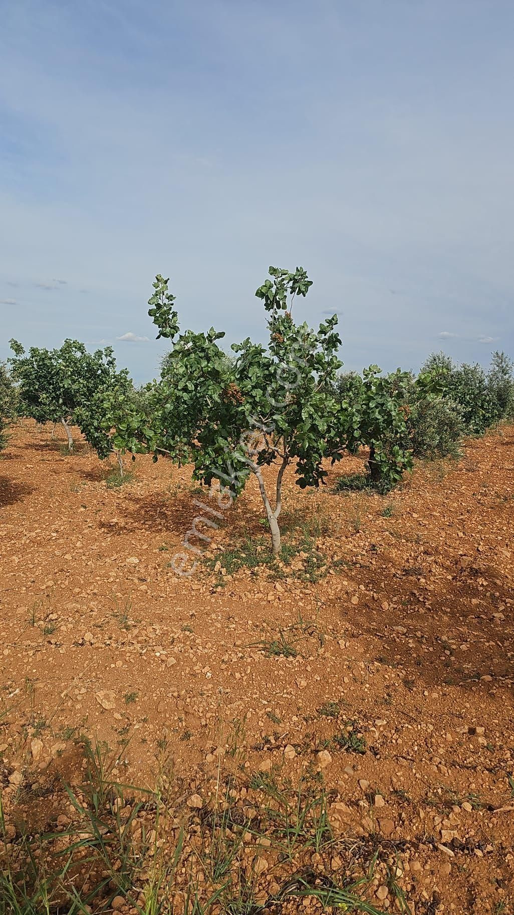 Nizip Doğrular Tek Tapu Mahsullü Fıstık Zeytin Uygun Fiyat - Görsel 15