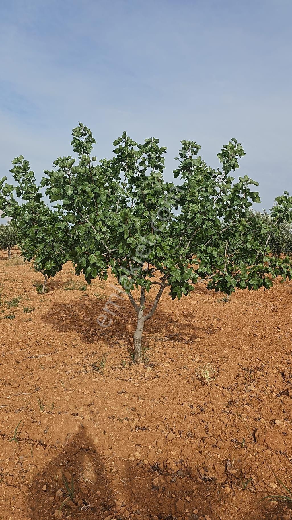 Nizip Doğrular Tek Tapu Mahsullü Fıstık Zeytin Uygun Fiyat - Görsel 6