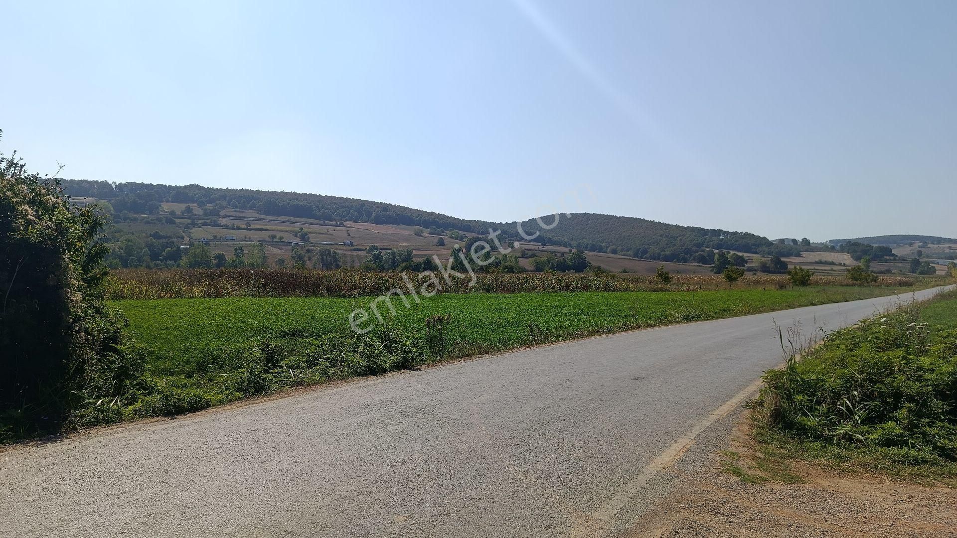 Güzel Konumda Mısır Ekili Tarla - Görsel 10