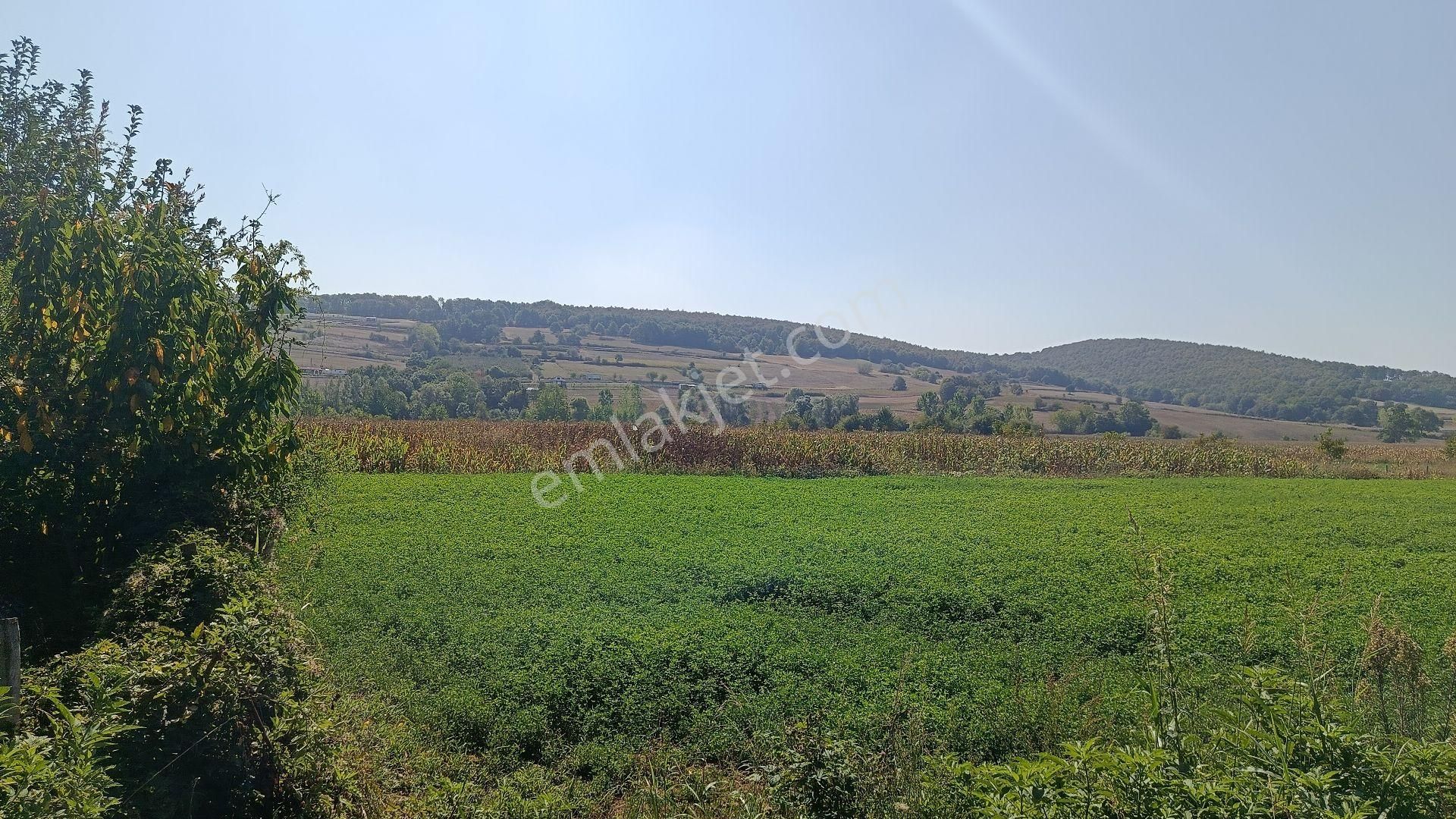 Güzel Konumda Mısır Ekili Tarla - Görsel 3