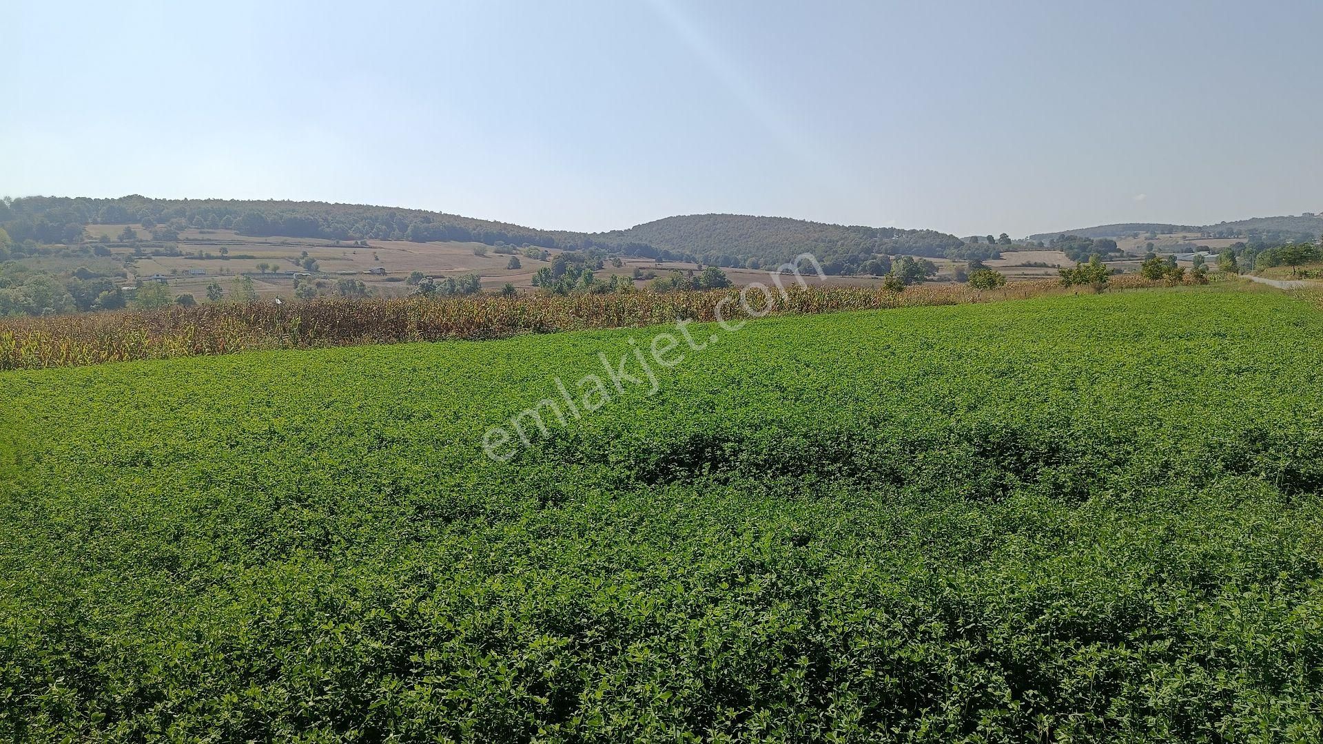 Güzel Konumda Mısır Ekili Tarla - Görsel 5