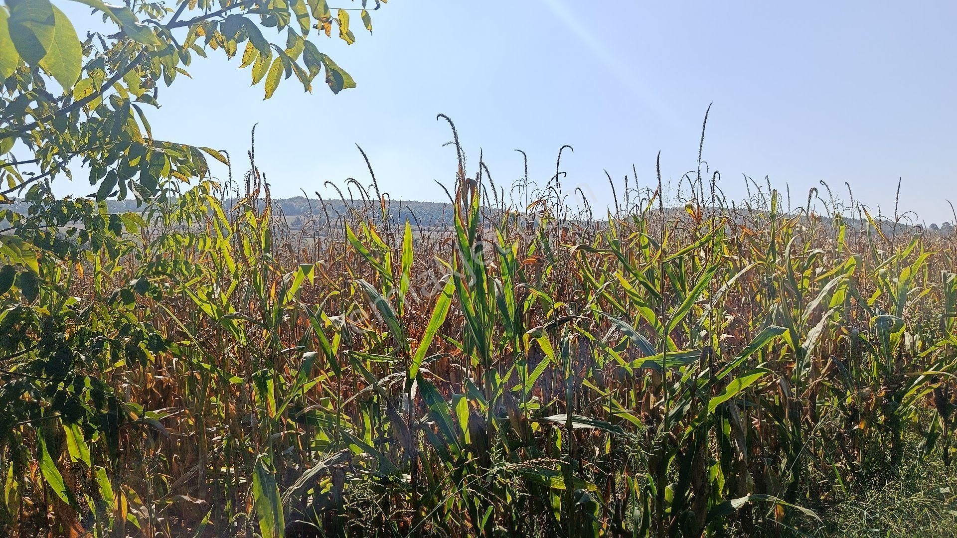 Güzel Konumda Mısır Ekili Tarla - Görsel 4