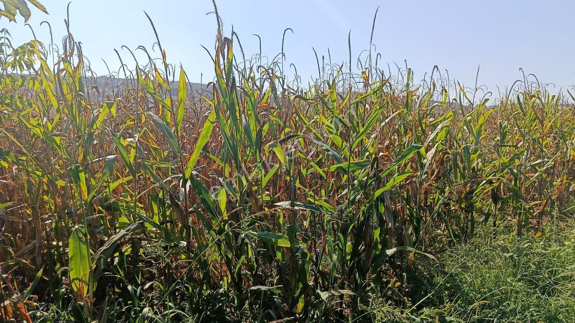 Güzel Konumda Mısır Ekili Tarla