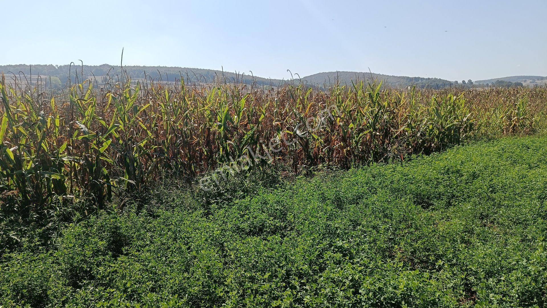 Güzel Konumda Mısır Ekili Tarla - Görsel 6